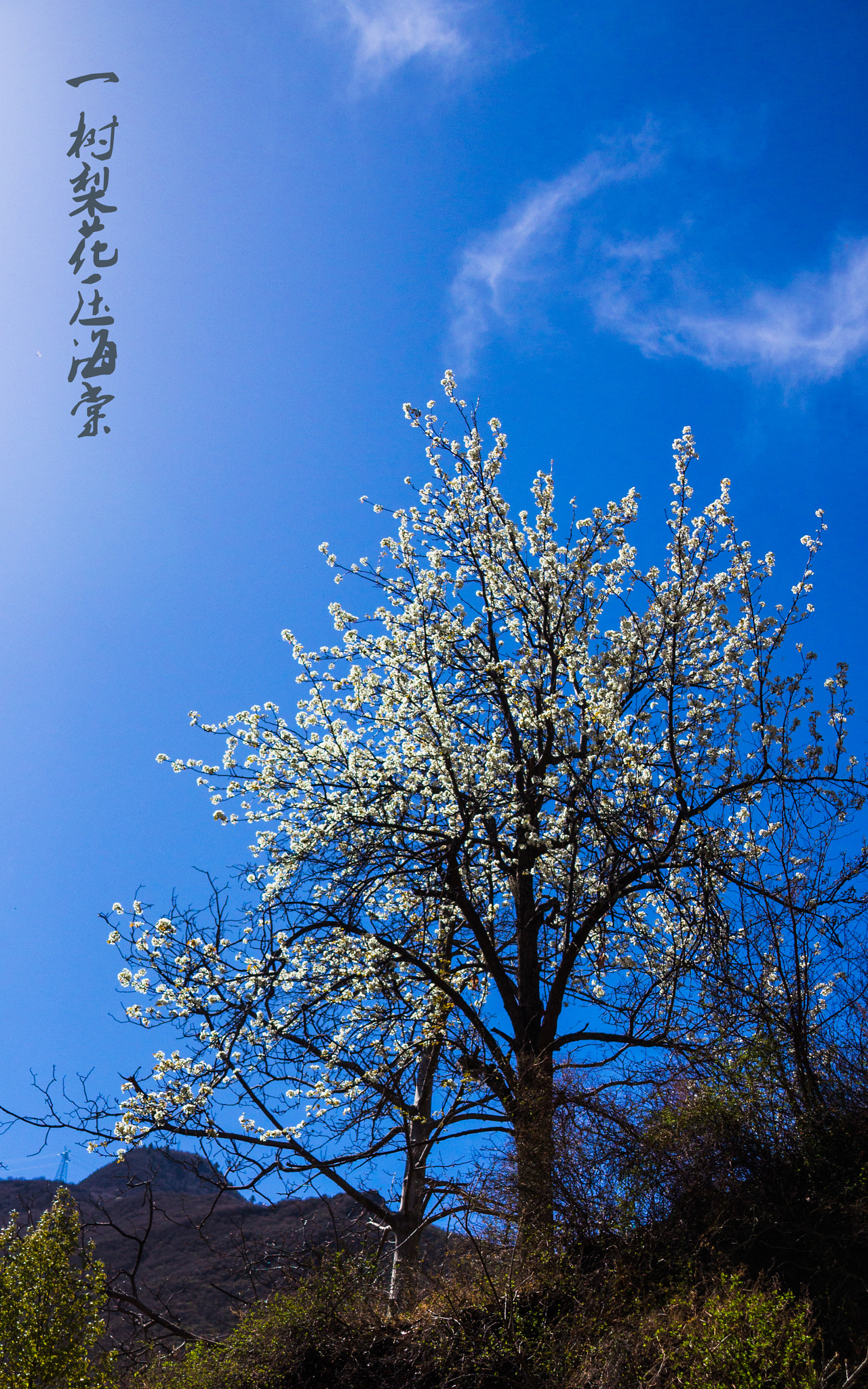 Sony SLT-A57 sample photo. 梨花 photography