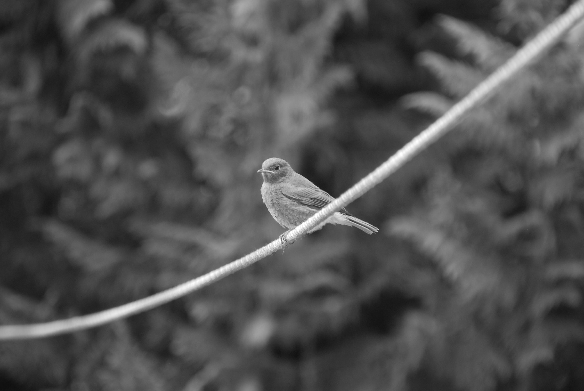Nikon D200 sample photo. A la corda fluixa photography