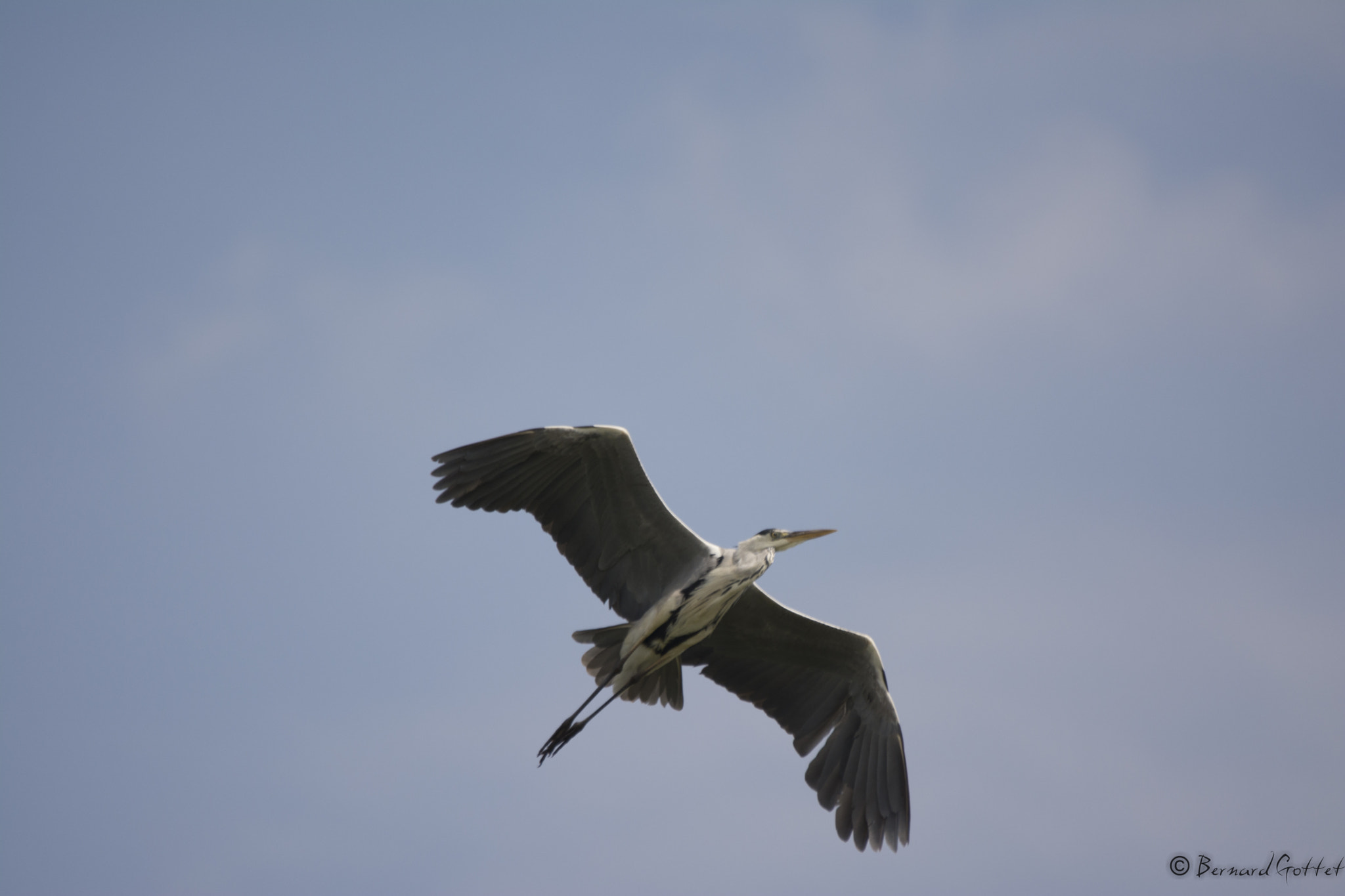 Sigma 120-400mm F4.5-5.6 DG OS HSM sample photo. Heron photography