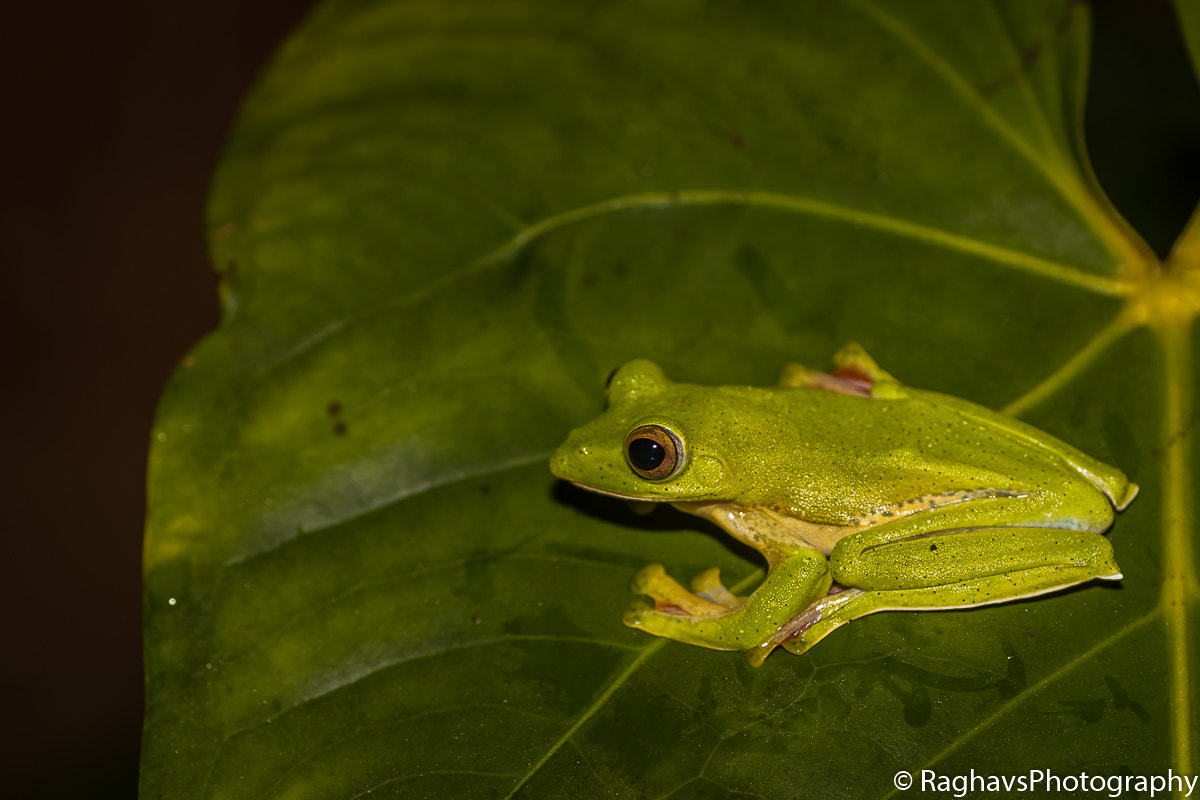 Tamron SP AF 90mm F2.8 Di Macro sample photo. Green pose photography