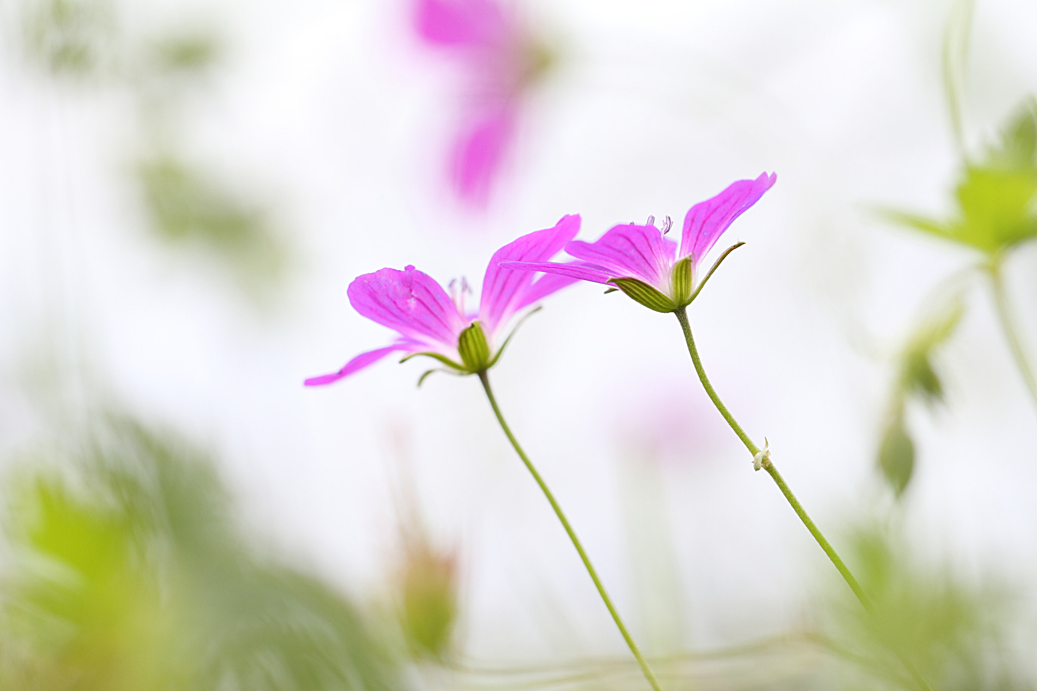 Canon EOS 50D + Canon EF 100mm F2.8L Macro IS USM sample photo. Summer romance photography