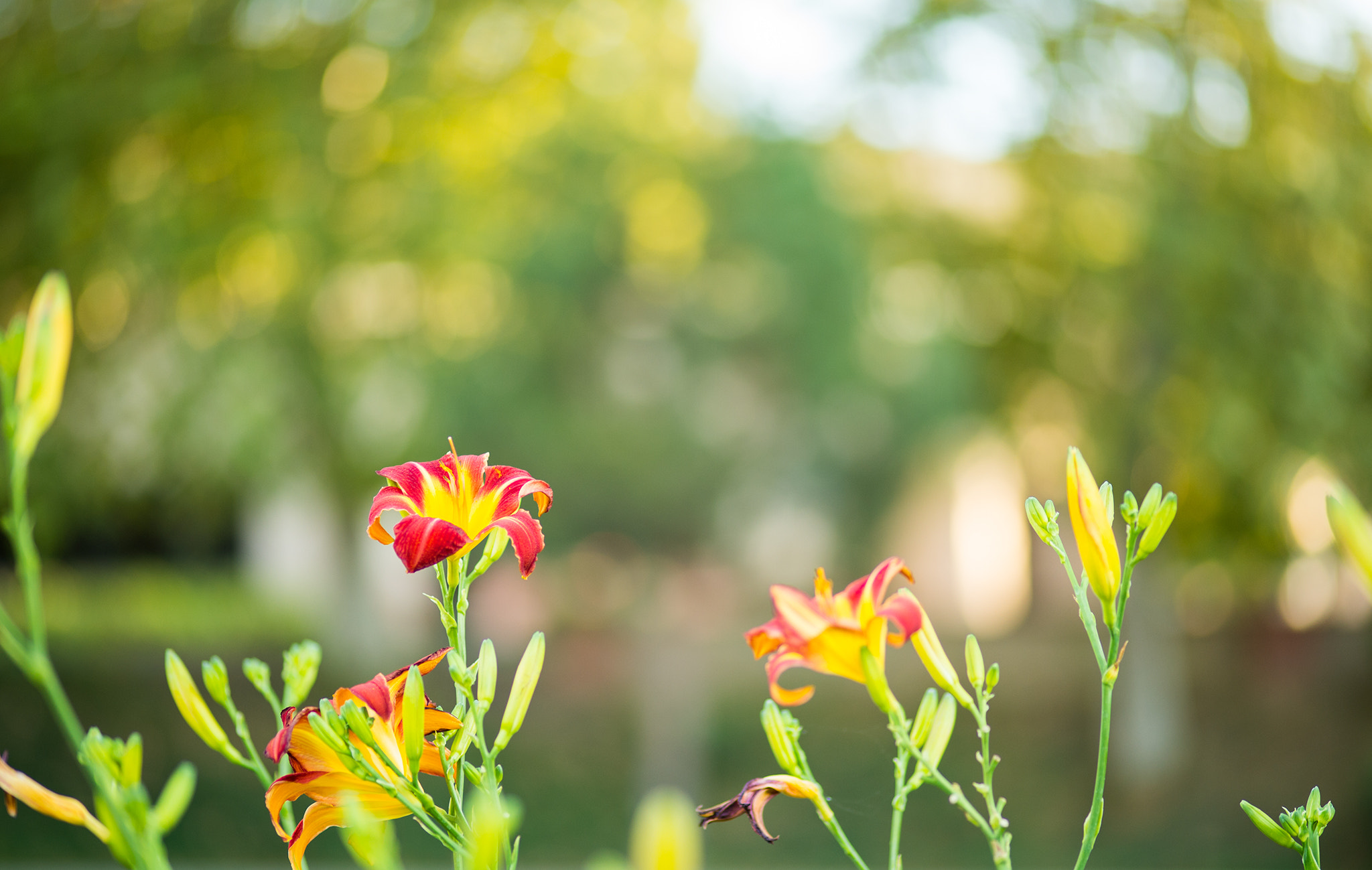 ZEISS Makro-Planar T* 100mm F2 sample photo. A flower with bokeh photography