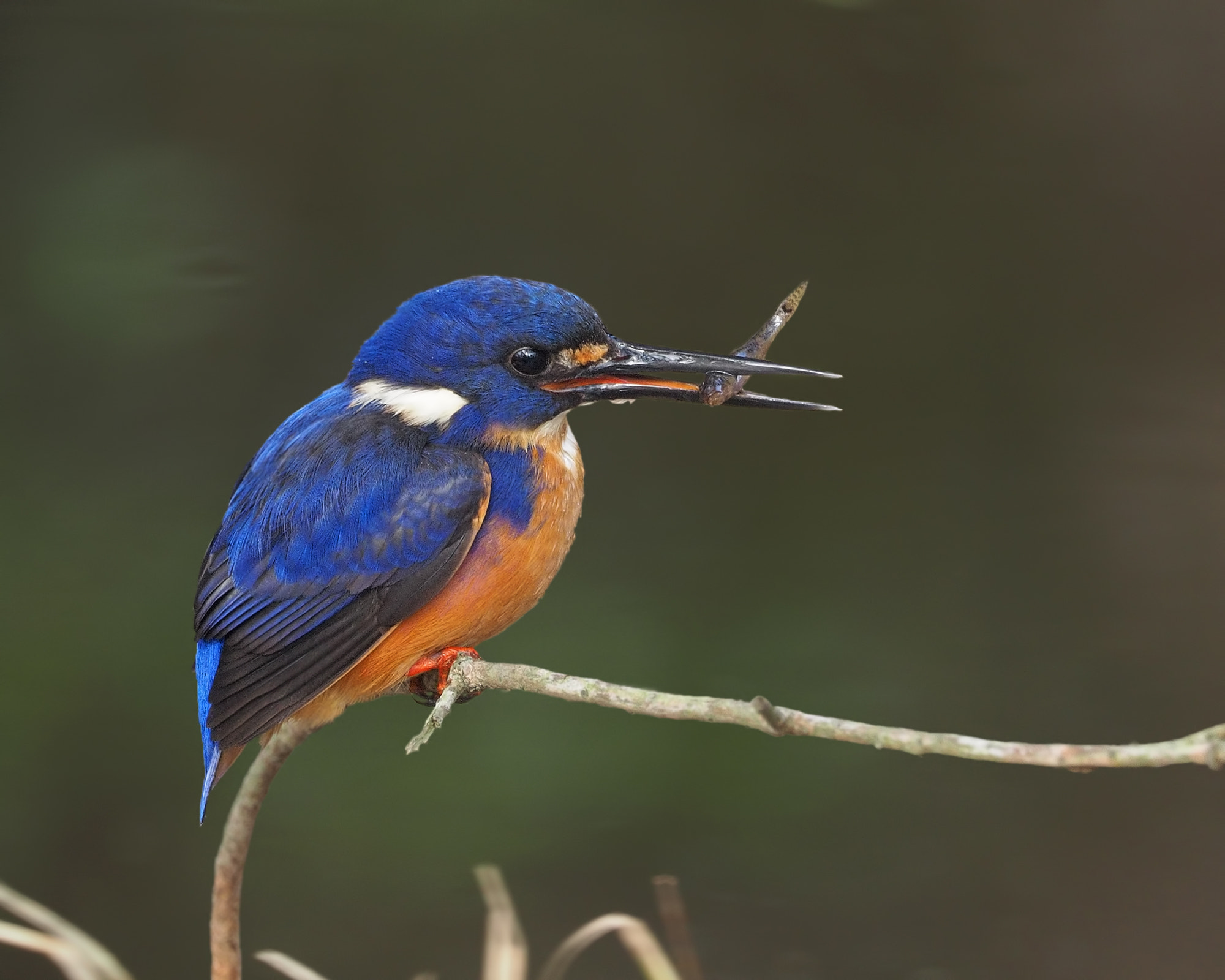 Olympus OM-D E-M1 + M.300mm F4.0 + MC-14 sample photo. Kingfisher with catch photography