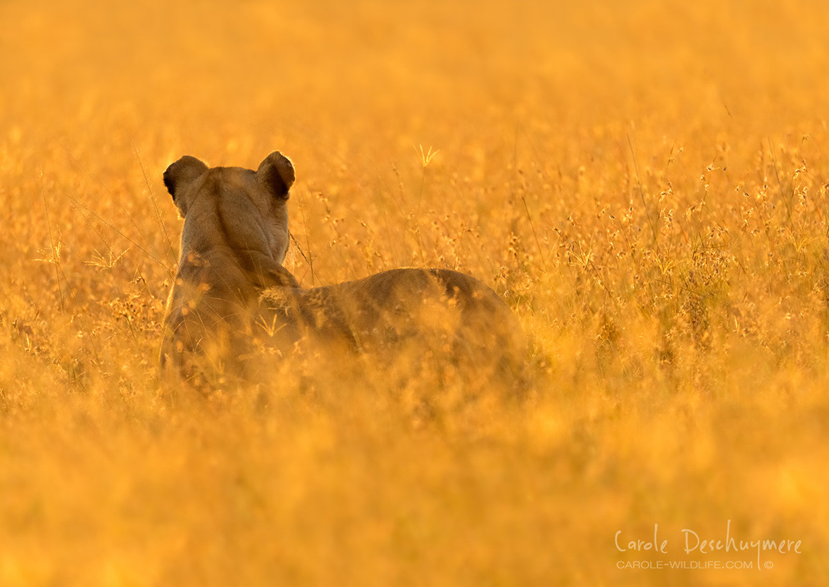 Canon EOS-1D X + Canon EF 200-400mm F4L IS USM Extender 1.4x sample photo. Lion at sunrise on the hunt photography