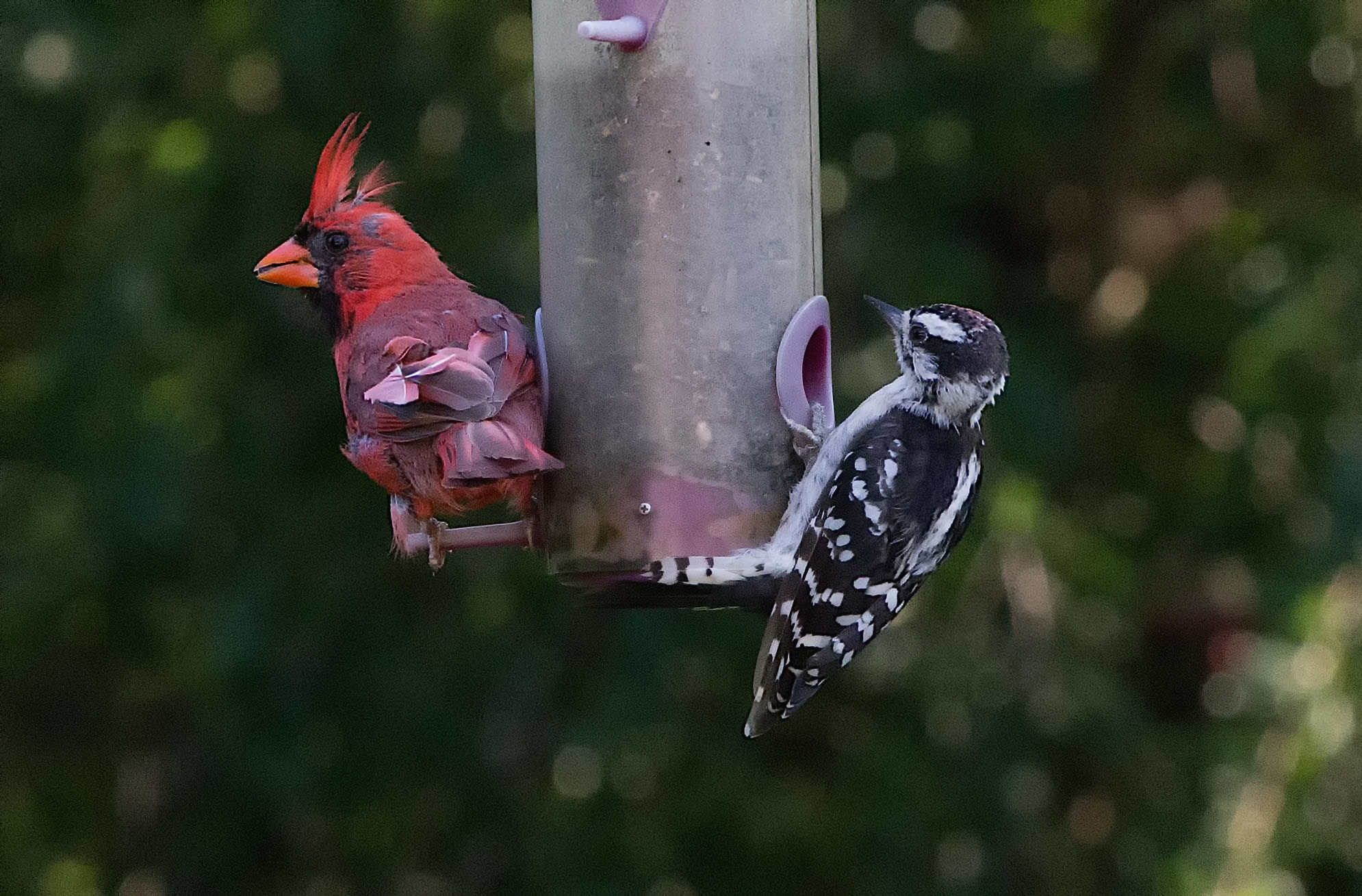 Nikon AF-Nikkor 80-200mm F2.8D ED sample photo. Unlikely pair photography