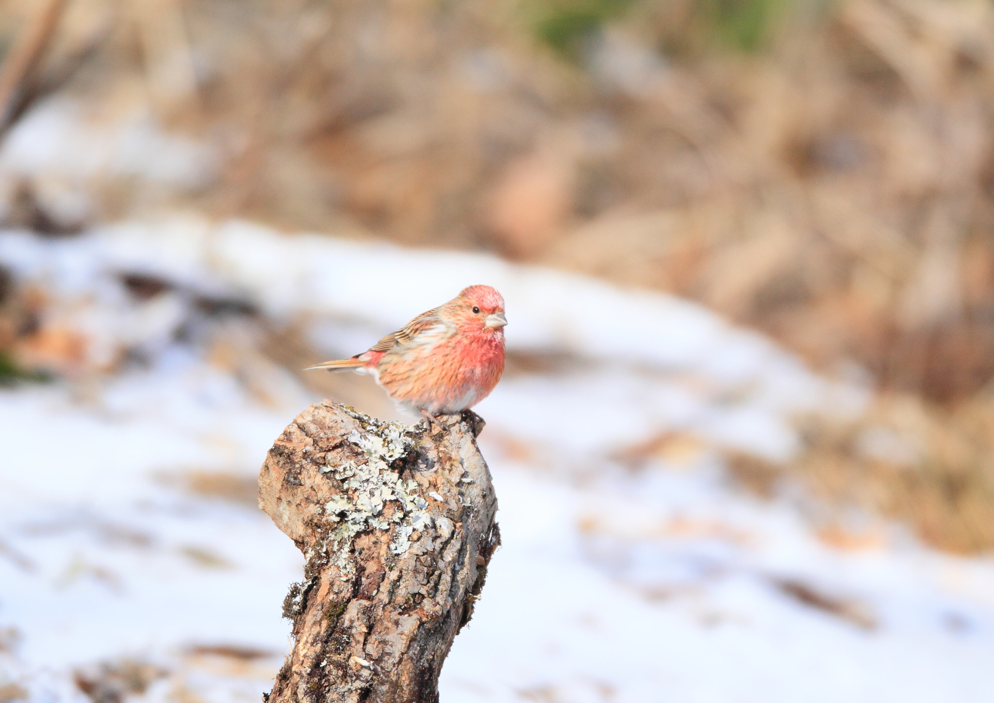 Canon EF 800mm F5.6L IS USM sample photo. Rosefinci in snow photography