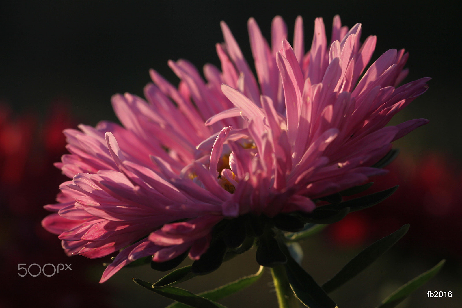 Canon EOS 50D + Canon EF 100mm F2.8L Macro IS USM sample photo. Callistephus chinensis photography