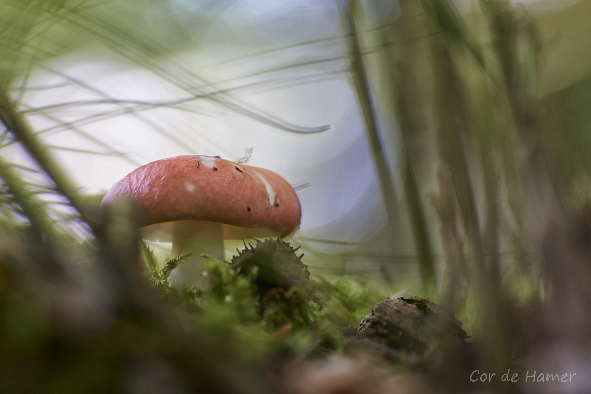 Sony SLT-A77 + Tamron SP AF 90mm F2.8 Di Macro sample photo. Mushroom micro landscape photography