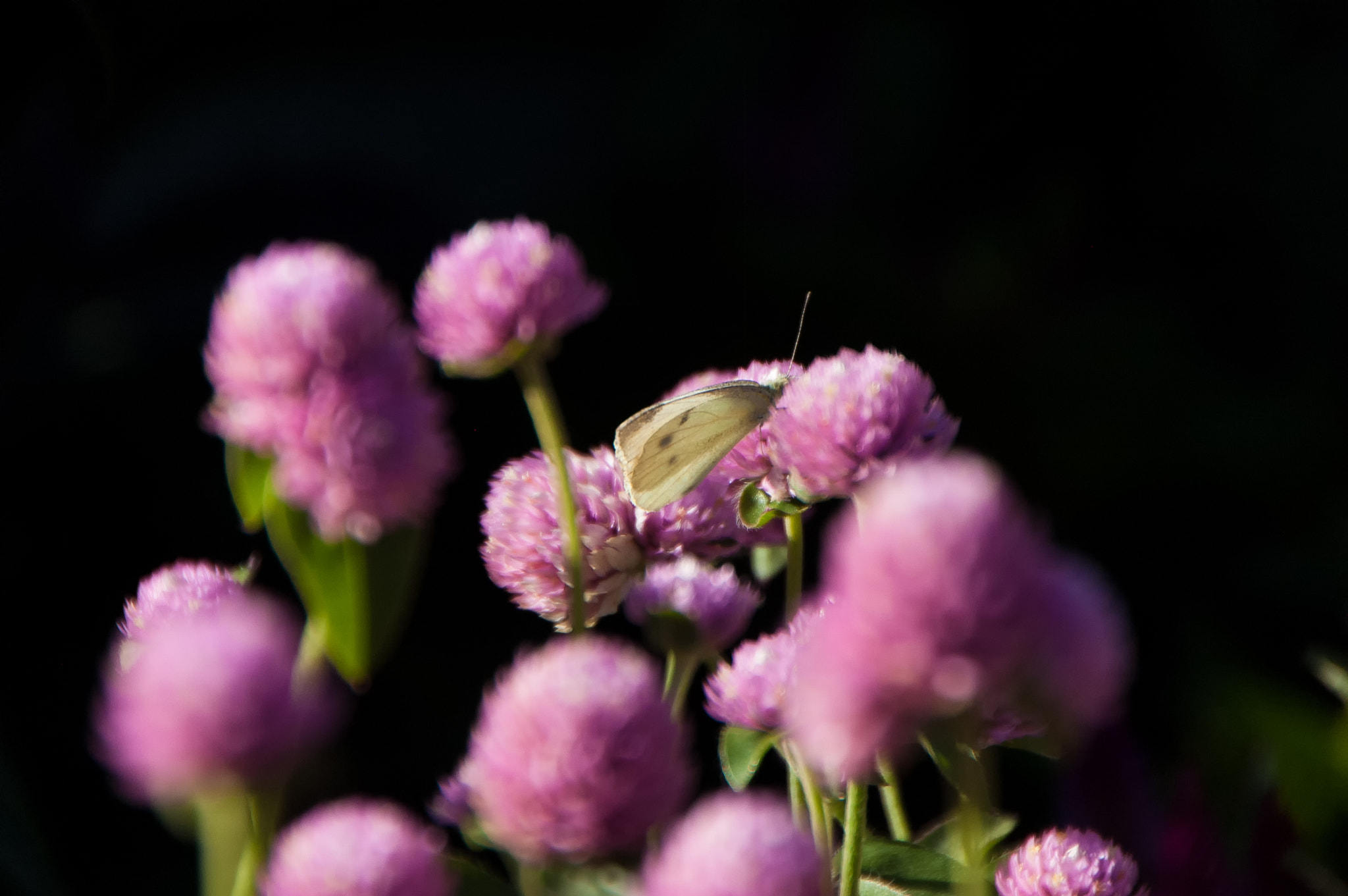 Nikon D50 sample photo. Gently photography