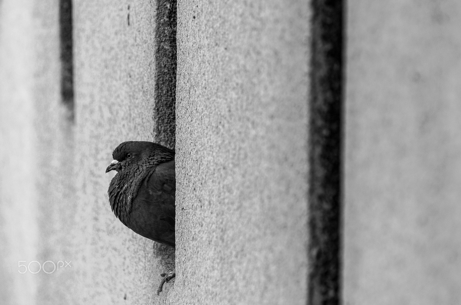 Pentax K-30 + Sigma sample photo. Hello from the other side photography