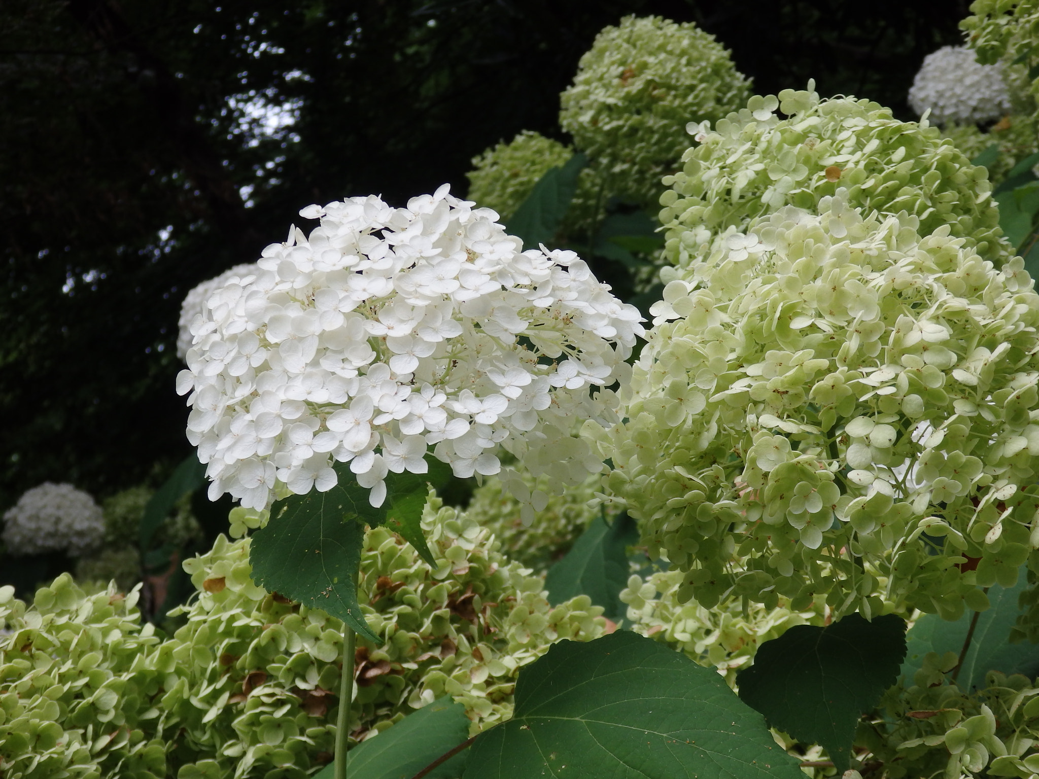 Olympus SZ-17 sample photo. Hydrangea 10 photography