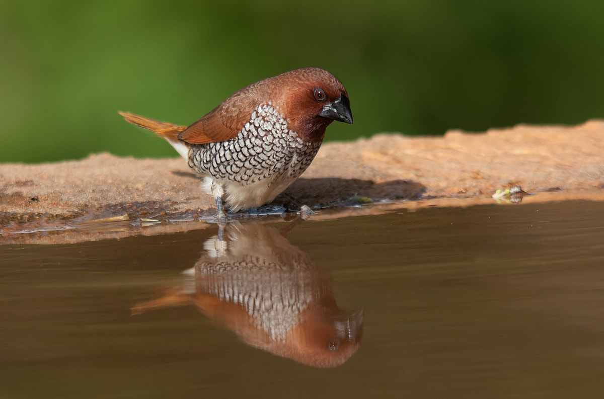 Sigma 150-500mm F5-6.3 DG OS HSM sample photo. Time to reflect photography