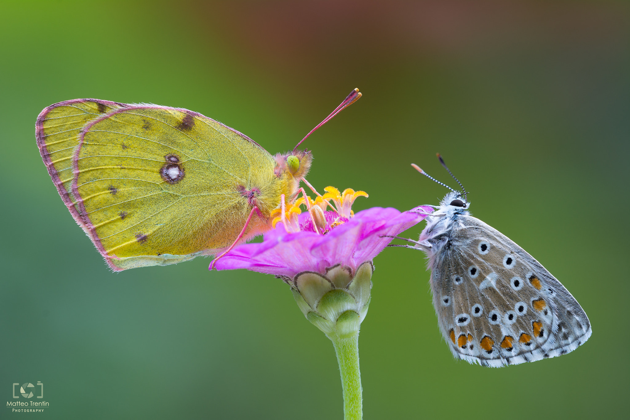 Sigma 150mm F2.8 EX DG OS Macro HSM sample photo. Colias photography