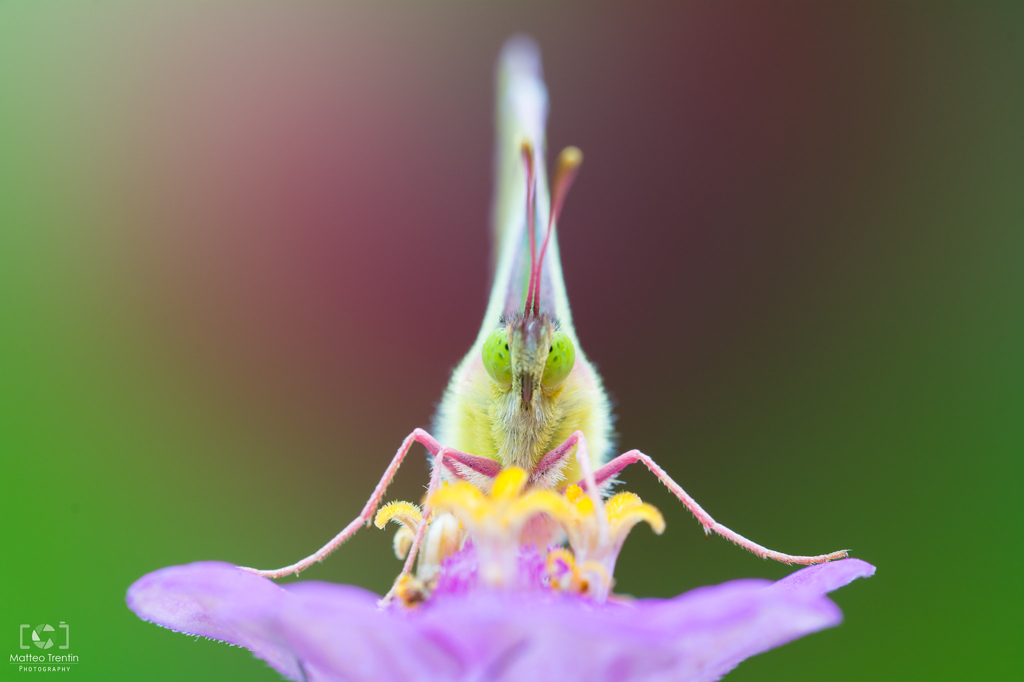 Sigma 150mm F2.8 EX DG OS Macro HSM sample photo. Colias photography