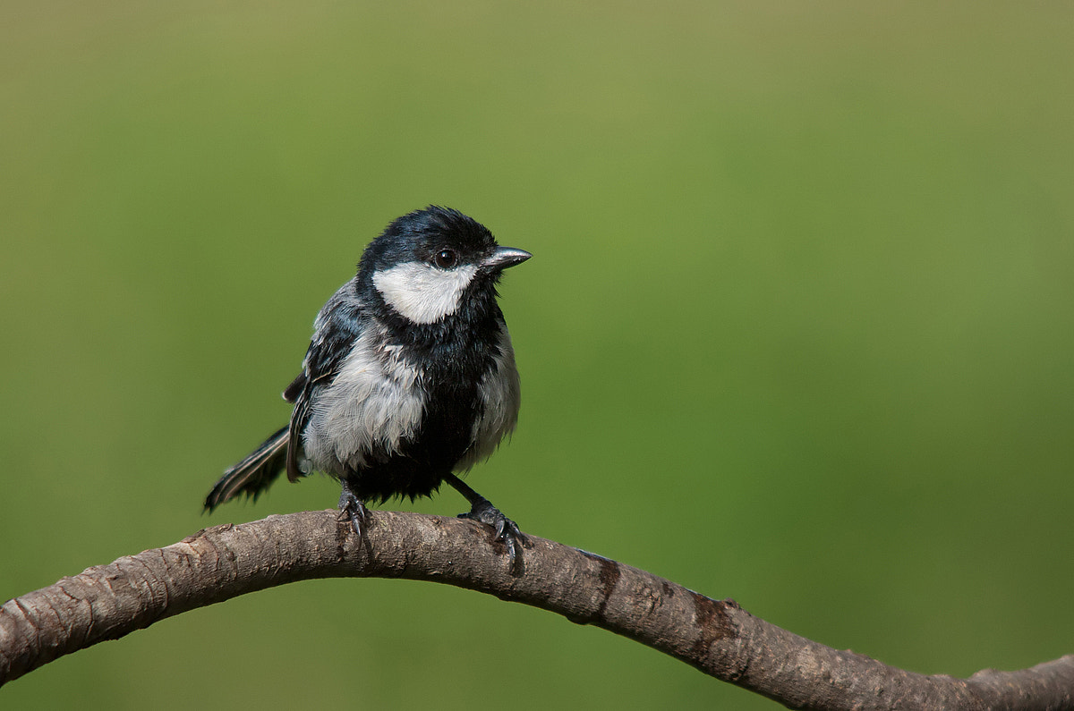 Sigma 150-500mm F5-6.3 DG OS HSM sample photo. Great tit photography