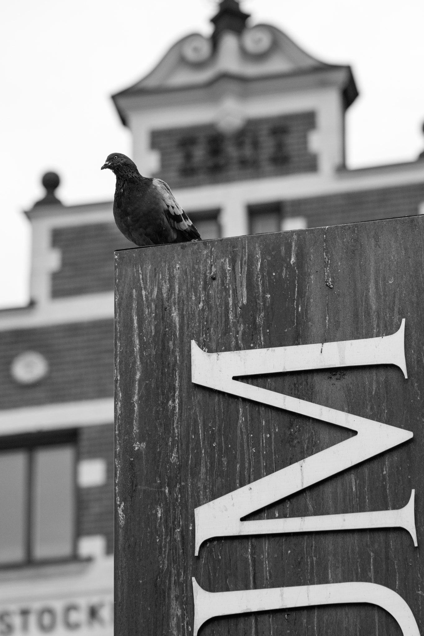 Canon EOS M3 + Canon EF 100mm F2.8L Macro IS USM sample photo. Dove photography