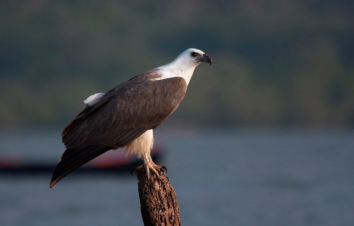 Sigma 150-500mm F5-6.3 DG OS HSM sample photo. Lord of the seas photography