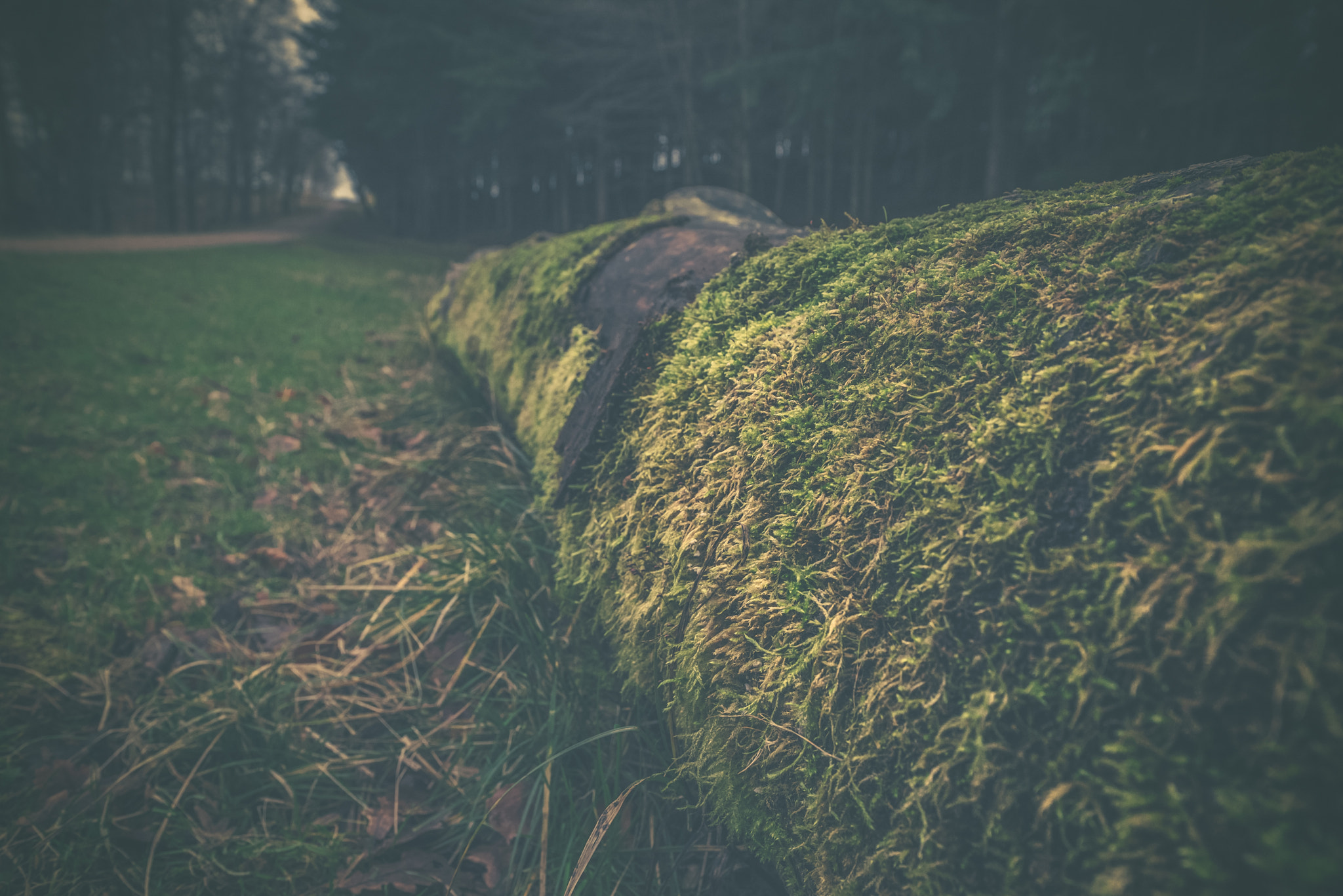 Sony a7R + Sony Vario-Sonnar T* 16-35mm F2.8 ZA SSM sample photo. Old tree covered with moss photography