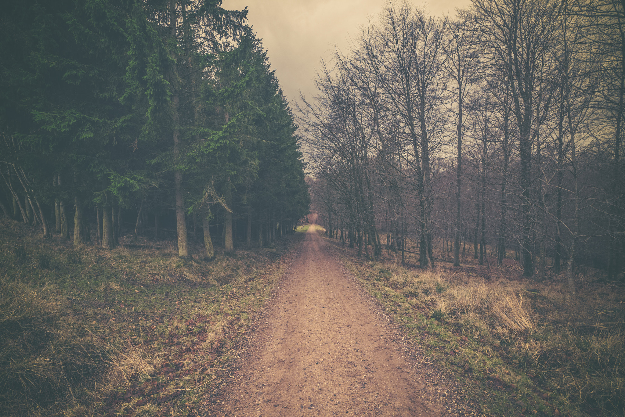 Sony a7R + Sony Vario-Sonnar T* 16-35mm F2.8 ZA SSM sample photo. Nature road in a forest at dawn photography