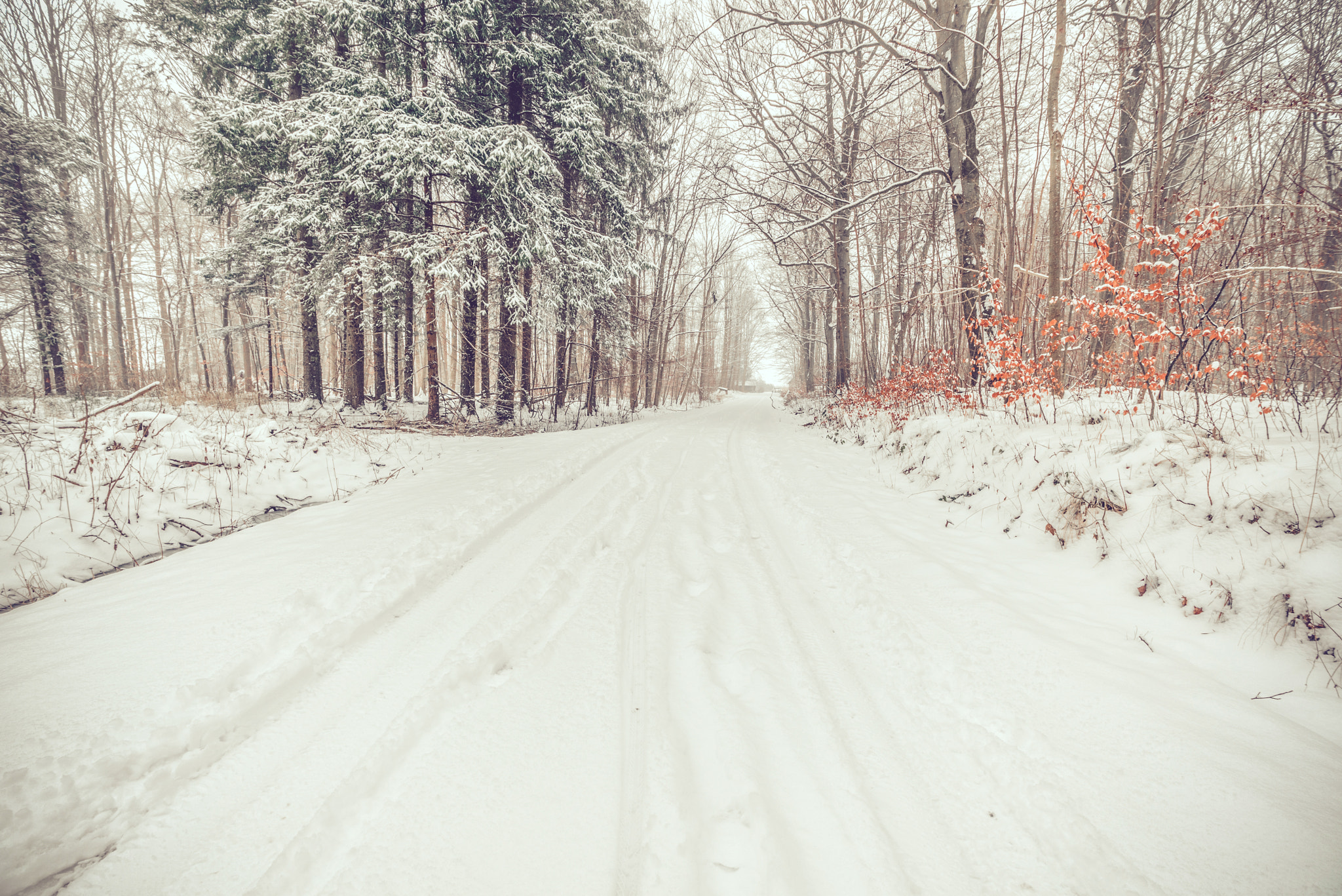 Sony a7R + Sony Vario-Sonnar T* 16-35mm F2.8 ZA SSM sample photo. Road in a snowy forest photography
