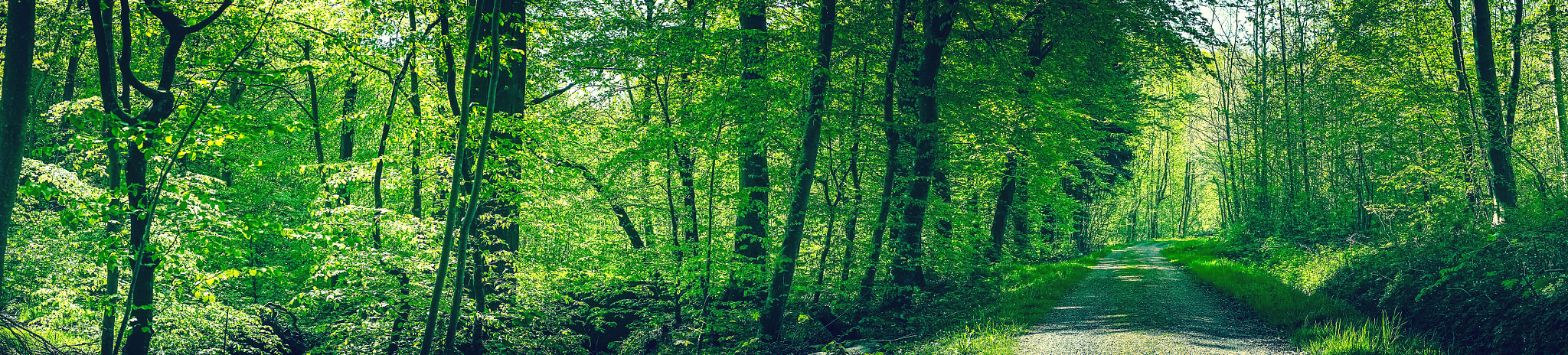 Sony a7R + Minolta AF 50mm F1.4 [New] sample photo. Road in a green beech forest photography