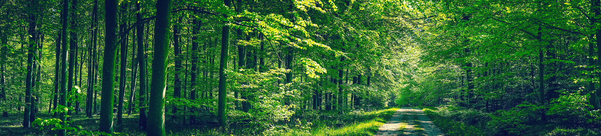Sony a7R + Minolta AF 50mm F1.4 [New] sample photo. Trees by a road in a green forest photography