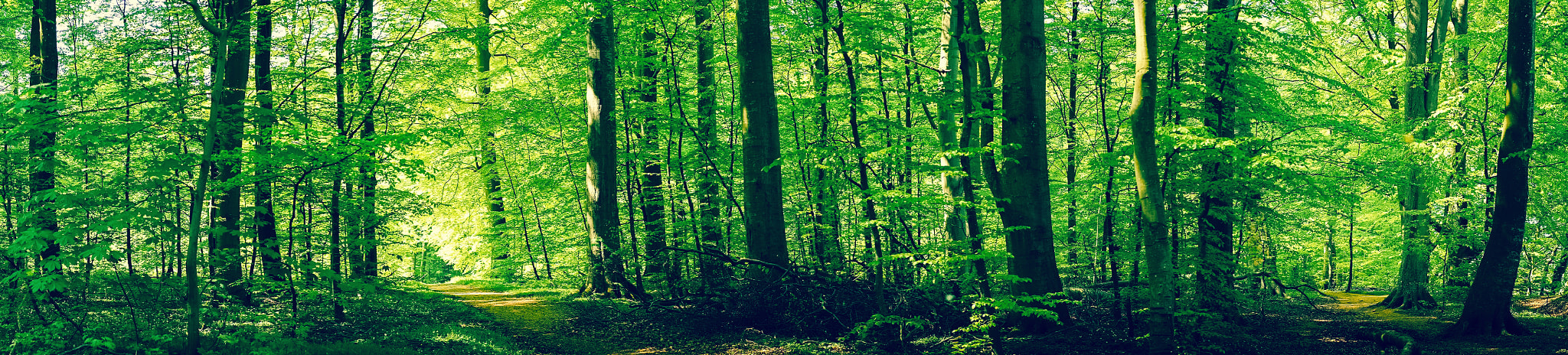 Sony a7R + Minolta AF 50mm F1.4 [New] sample photo. Forest scenery with green beech trees photography