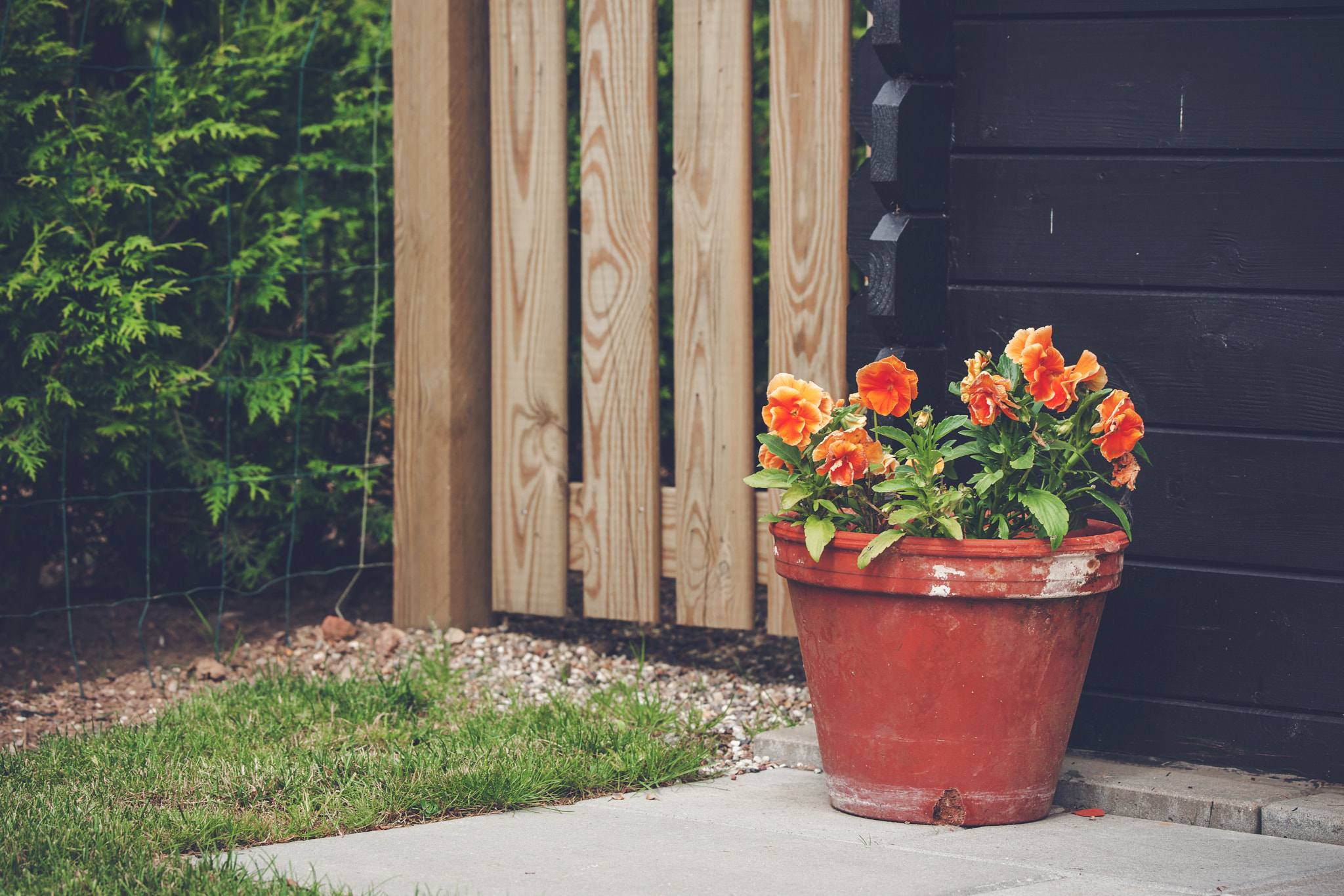 Sony 70-400mm F4-5.6 G SSM II sample photo. Flowerpot with orange flowers in a garden photography