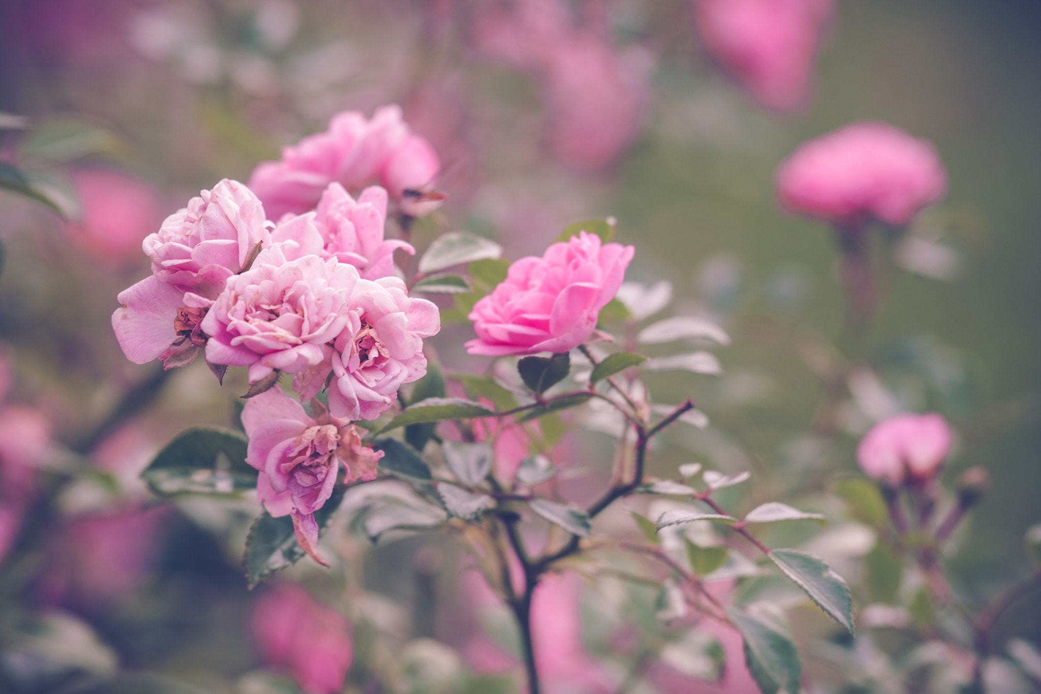 Sony 70-400mm F4-5.6 G SSM II sample photo. Romantic garden with violet roses photography