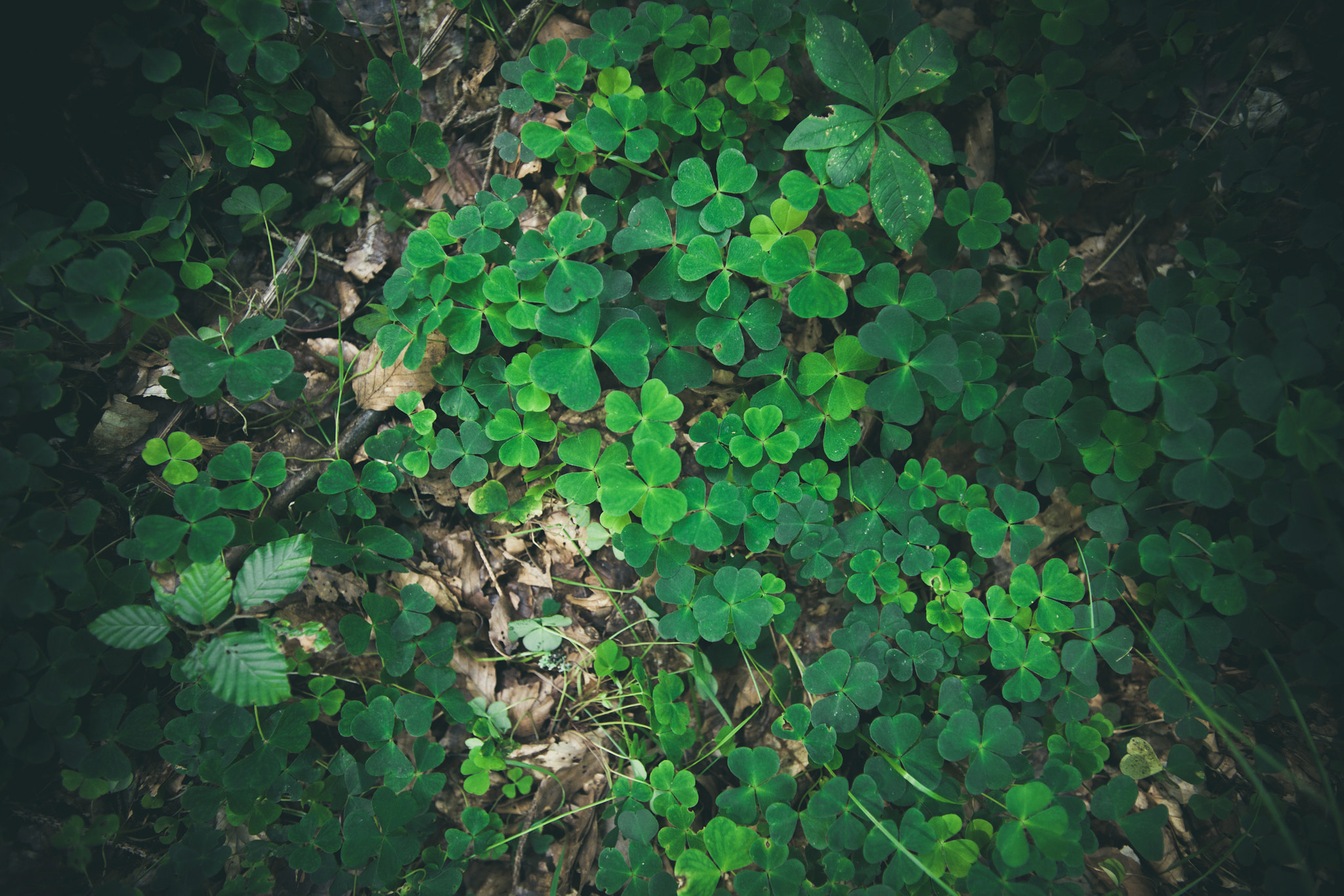 Sony Alpha DSLR-A900 + Sony Vario-Sonnar T* 16-35mm F2.8 ZA SSM sample photo. Clovers in green colors photography