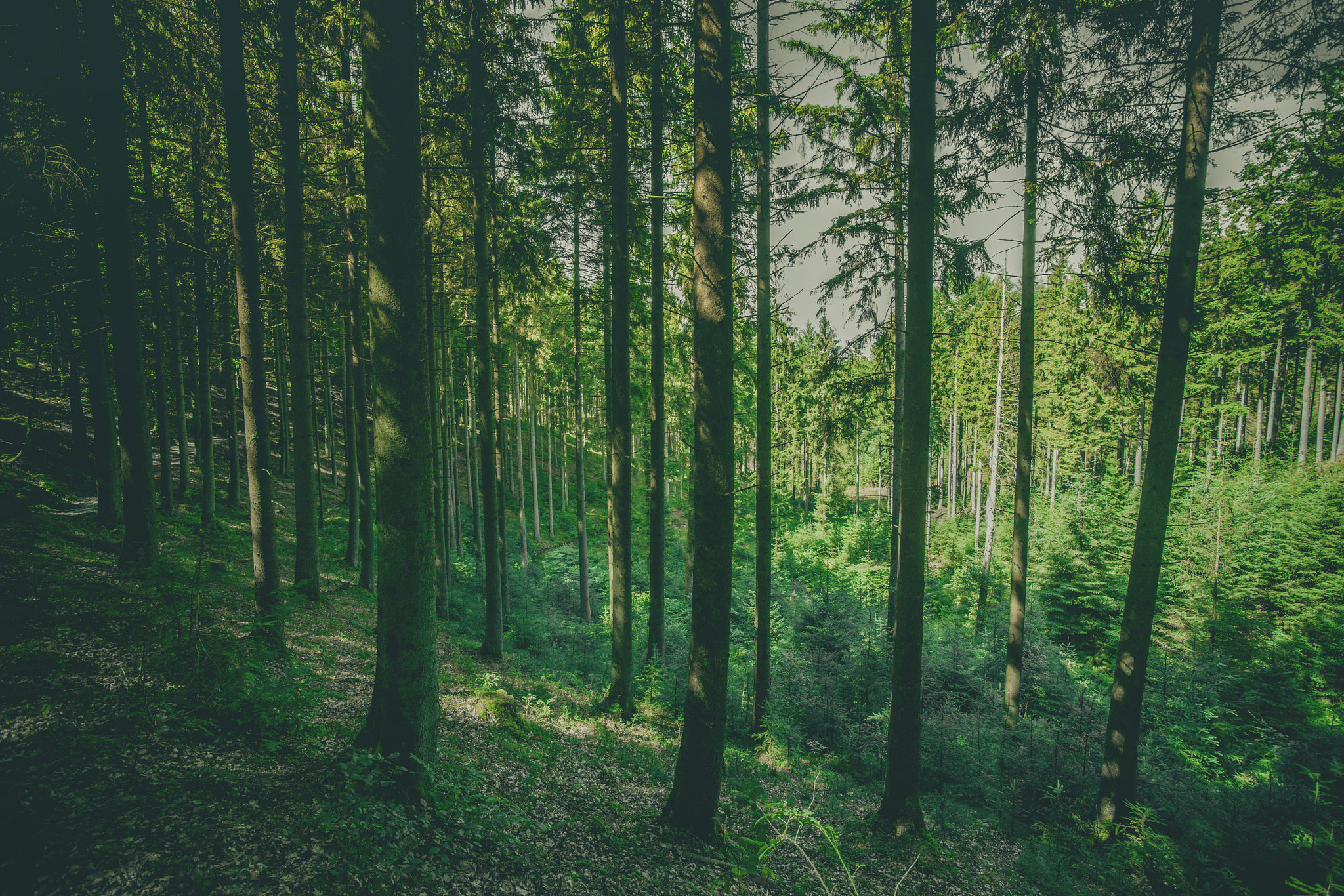 Sony Alpha DSLR-A900 + Sony Vario-Sonnar T* 16-35mm F2.8 ZA SSM sample photo. Tall pine trees in a green forest photography