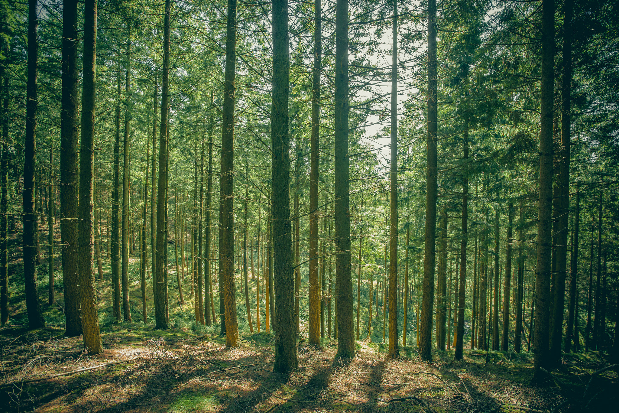Sony Alpha DSLR-A900 + Sony Vario-Sonnar T* 16-35mm F2.8 ZA SSM sample photo. Pine trees in a forest clearing photography