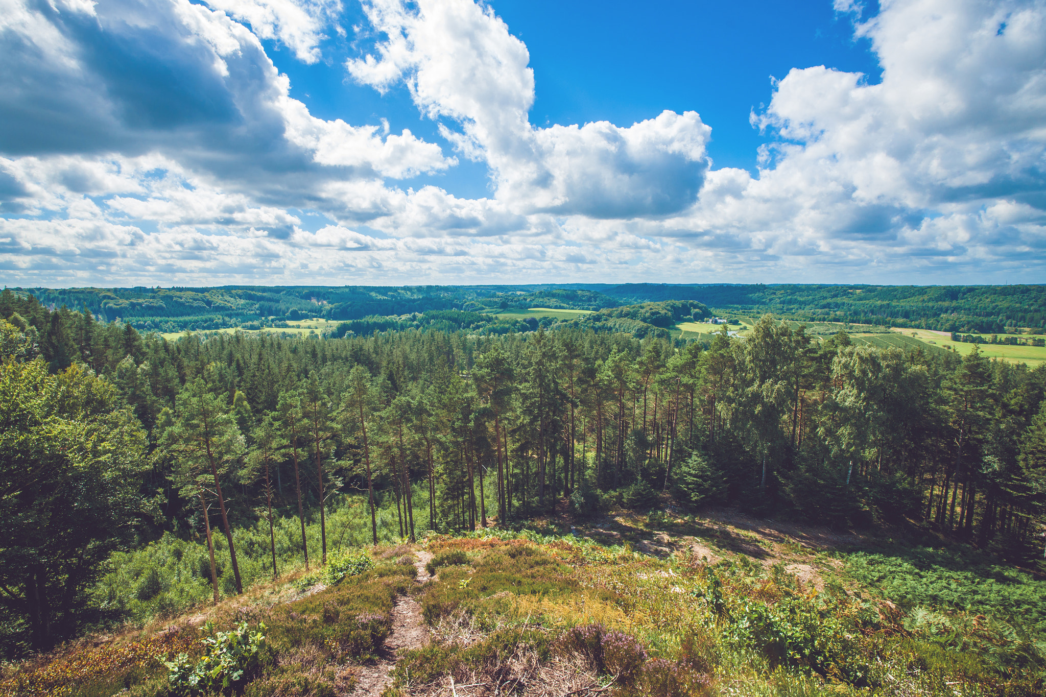 Sony Alpha DSLR-A900 + Sony Vario-Sonnar T* 16-35mm F2.8 ZA SSM sample photo. Forest scenery with pine trees photography