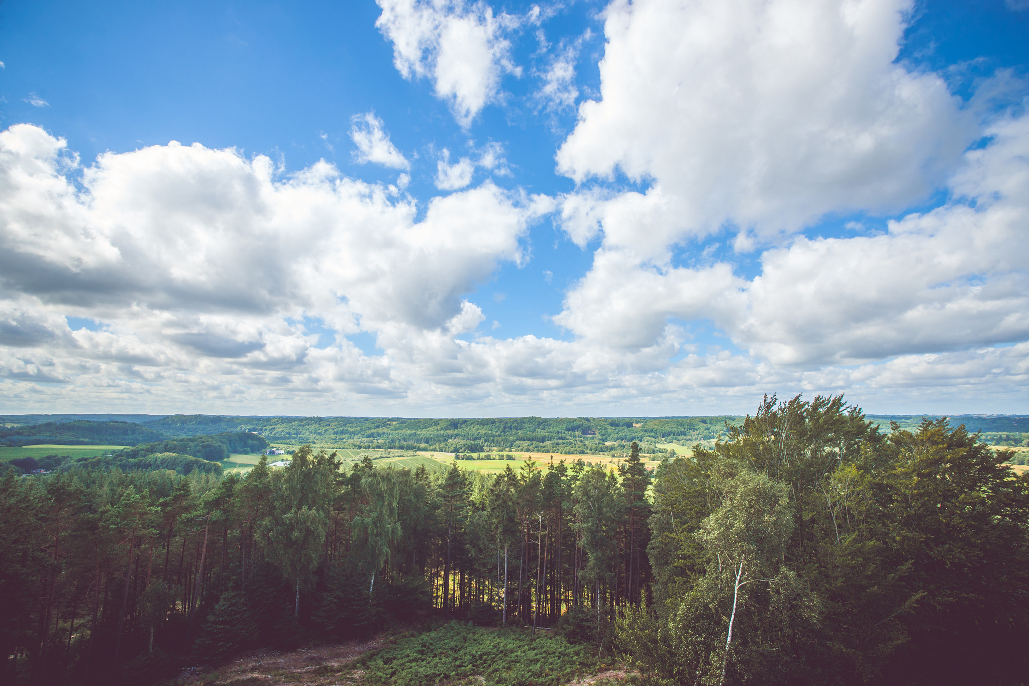 Sony Alpha DSLR-A900 + Sony Vario-Sonnar T* 16-35mm F2.8 ZA SSM sample photo. Forest scenery with white clouds photography