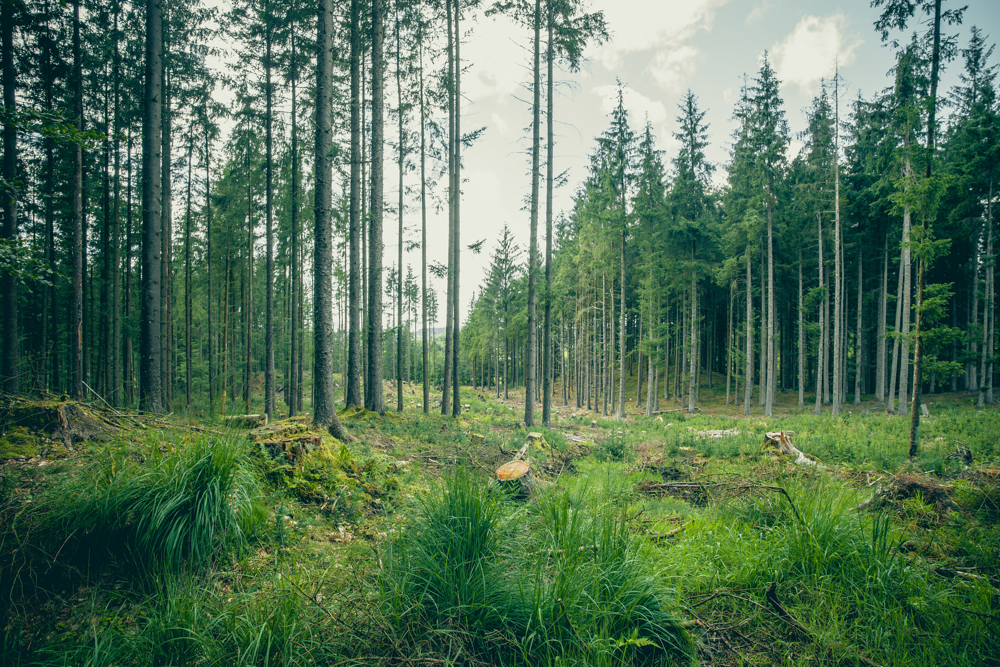 Sony Alpha DSLR-A900 + Sony Vario-Sonnar T* 16-35mm F2.8 ZA SSM sample photo. Green grass and tall trees in a forest photography