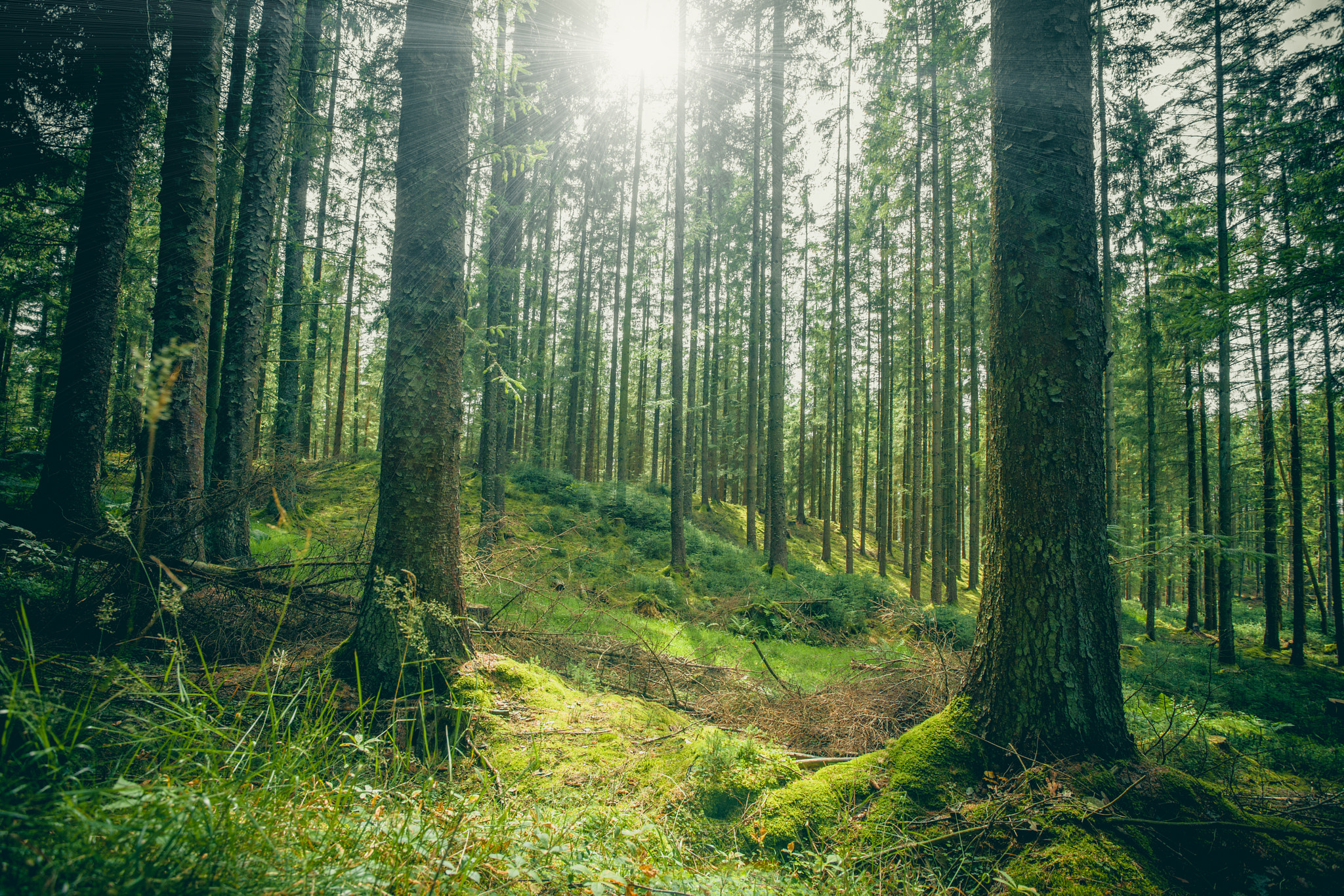 Sony Alpha DSLR-A900 + Sony Vario-Sonnar T* 16-35mm F2.8 ZA SSM sample photo. Forest clearing in a green forest photography