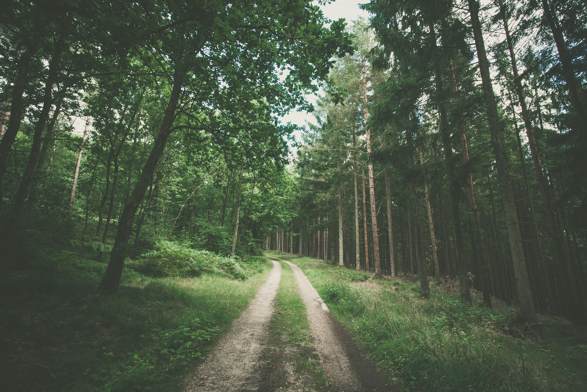 Sony Alpha DSLR-A900 + Sony Vario-Sonnar T* 16-35mm F2.8 ZA SSM sample photo. Hiking trail in a dark green forest photography