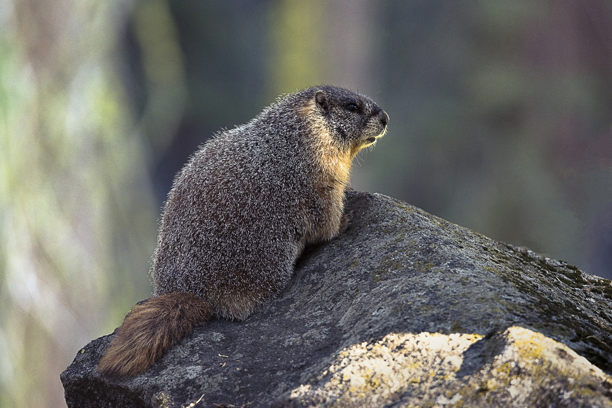 Nikon D800E sample photo. Sequoia national park marmotta pancia gialla photography