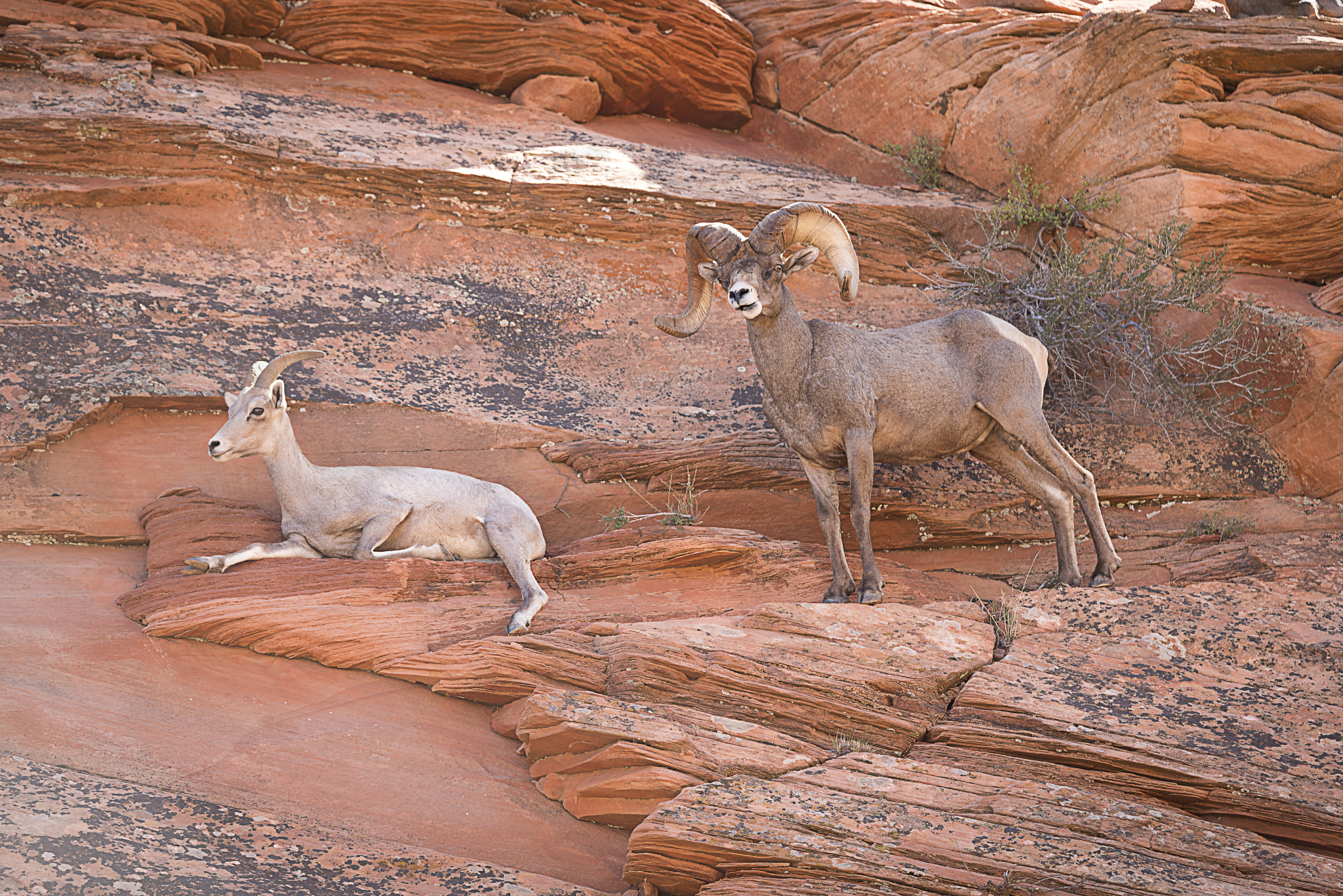 Nikon D800E sample photo. Bighorn california sierra nevada photography