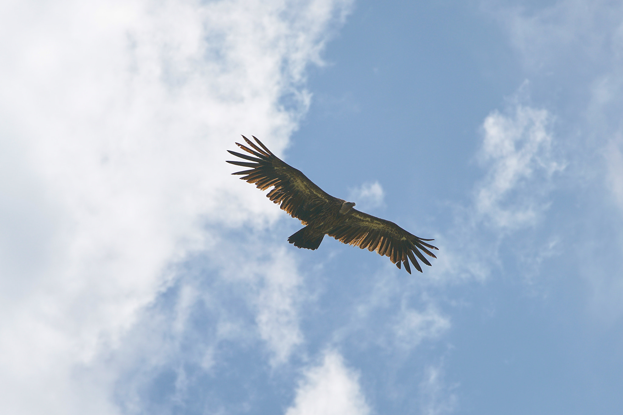 Canon EF 70-200mm F2.8L IS II USM sample photo. Hover photography
