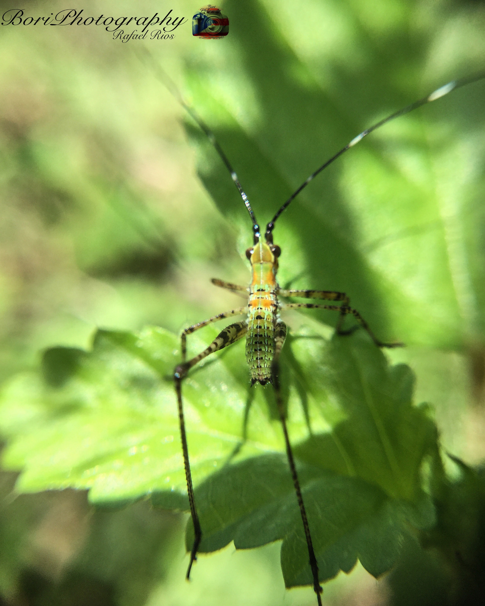 iPad Air 2 back camera 3.3mm f/2.4 sample photo. Love close up photos of insects like this. macro i ... photography
