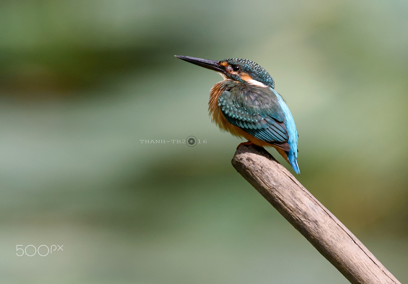 Nikon AF-S Nikkor 600mm F4D ED-IF II sample photo