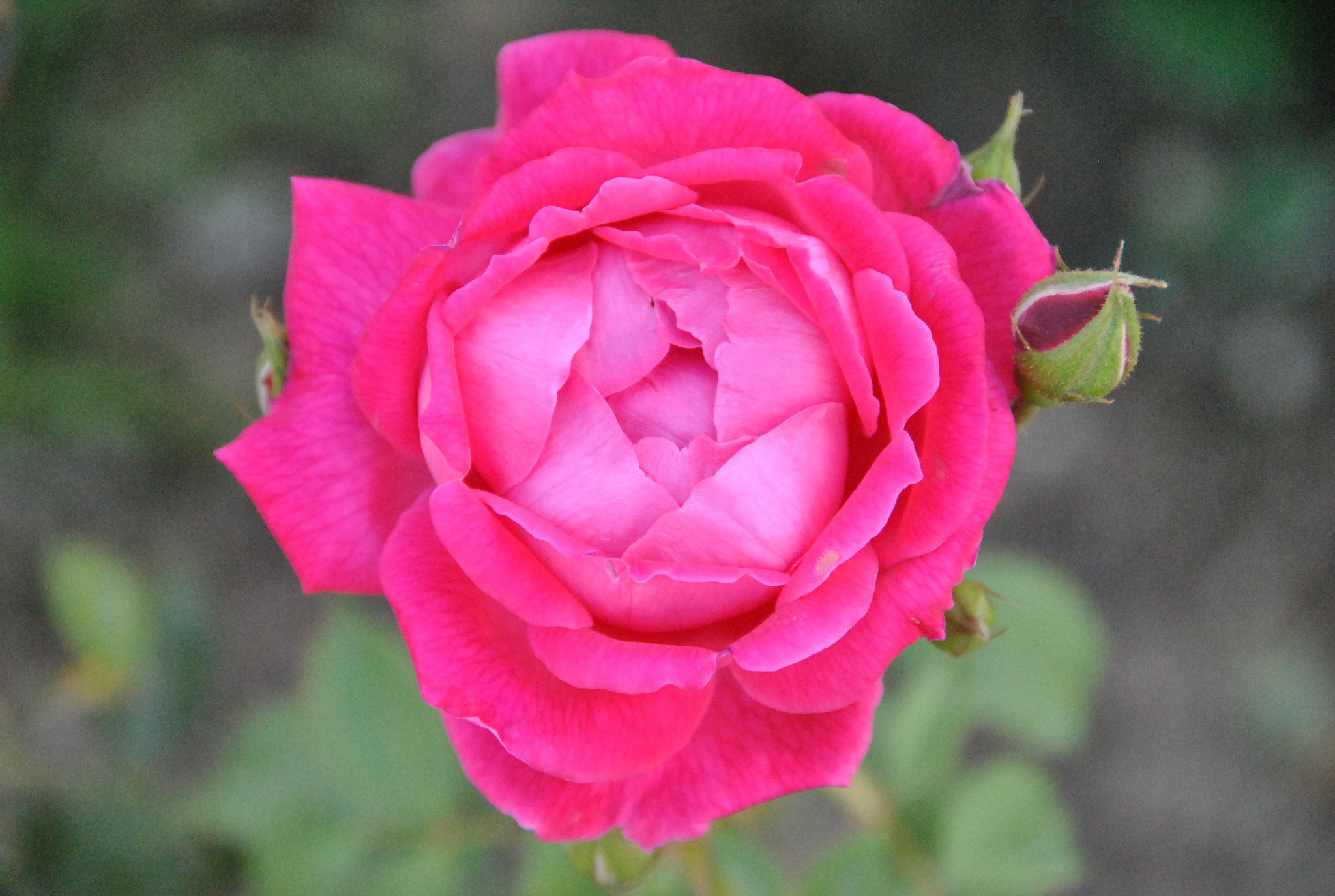 Nikon D3000 sample photo. Pink princess photography