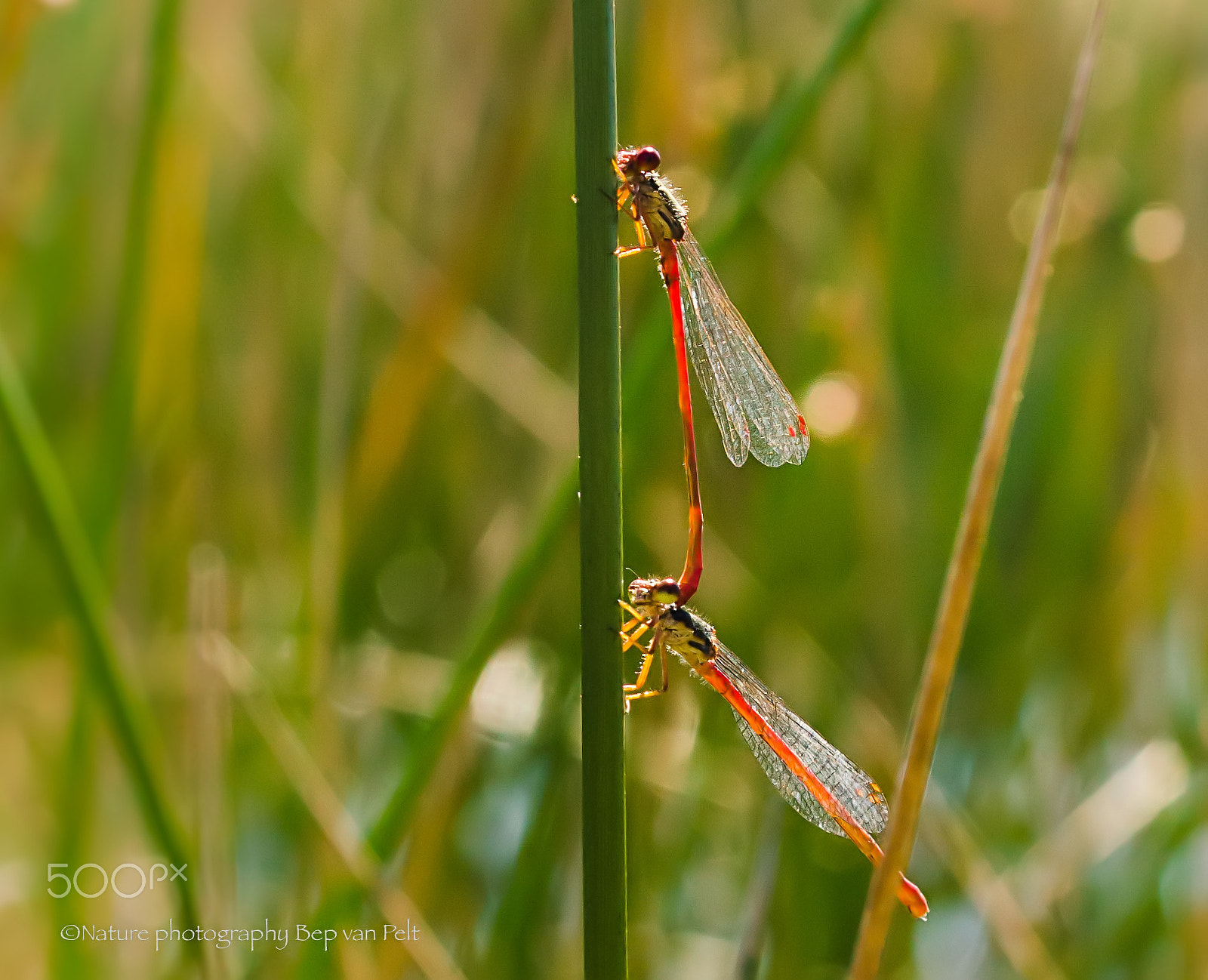 Nikon D7000 + Sigma 50mm F2.8 EX DG Macro sample photo. Mating small red damselfly photography