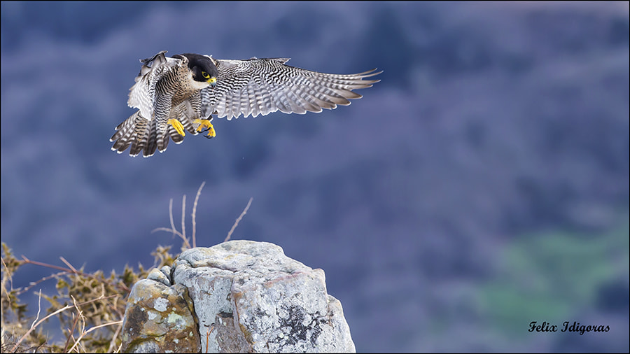 Canon EF 300mm F2.8L IS II USM sample photo. Tomando tierra photography