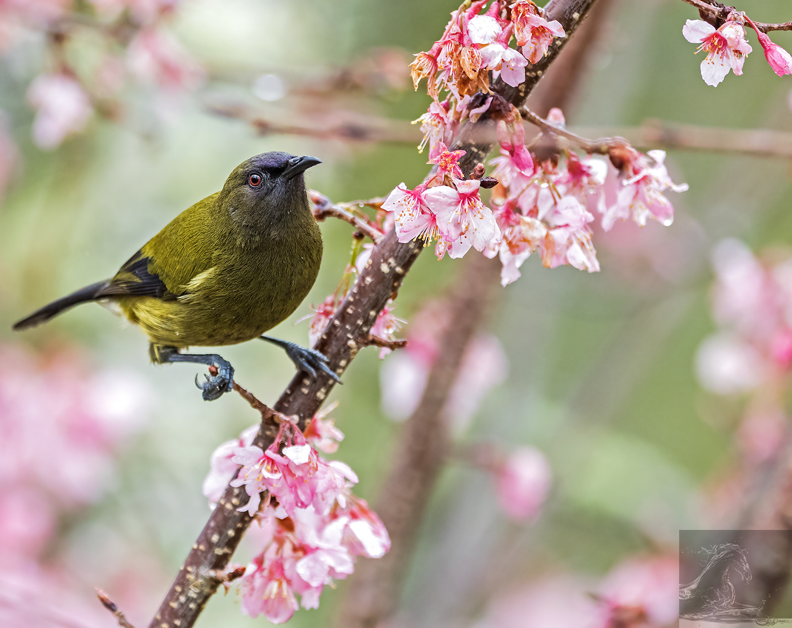 Canon EF 300mm F2.8L IS USM sample photo. Nz bellbird 01 photography