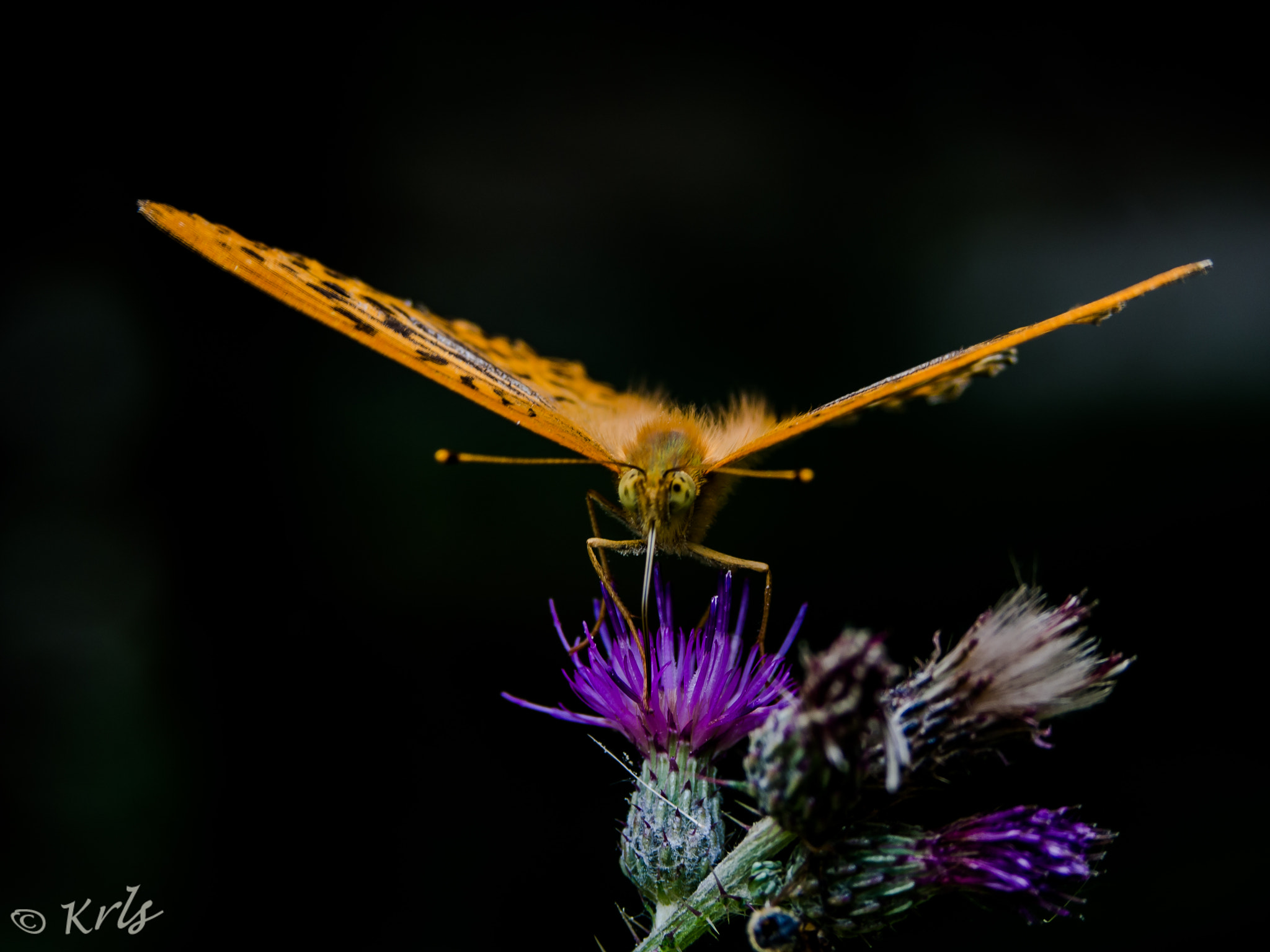 Olympus PEN E-PL6 sample photo. Mariposa photography