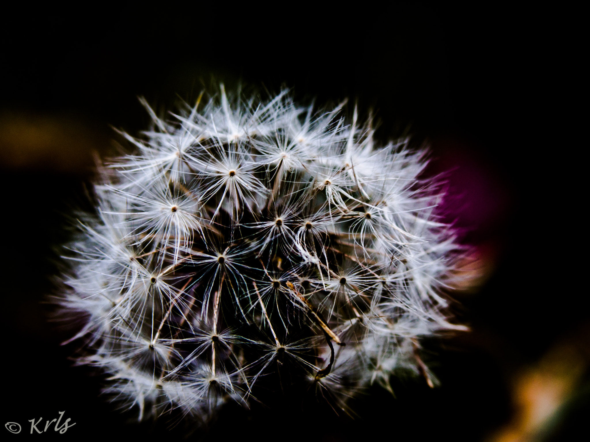 Olympus PEN E-PL6 sample photo. Hypochaeris radicata - peluda photography