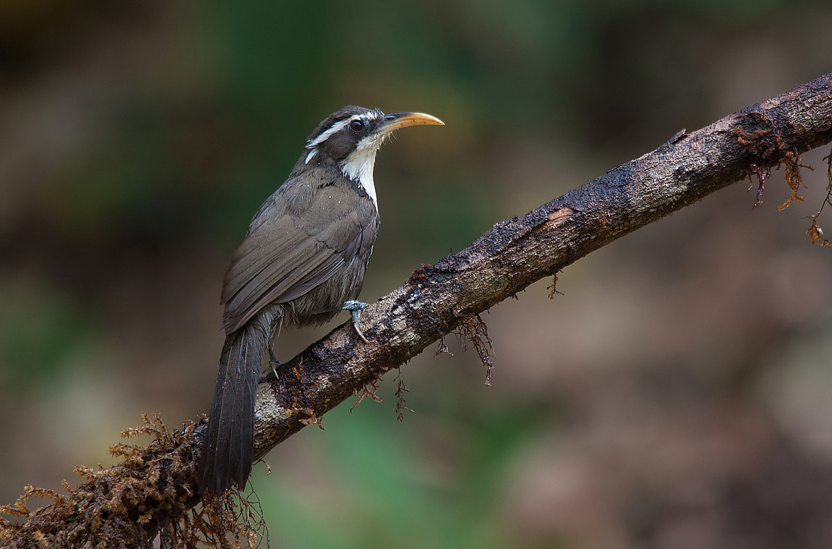 Sigma 150-500mm F5-6.3 DG OS HSM sample photo. Indian scimitar babbler photography