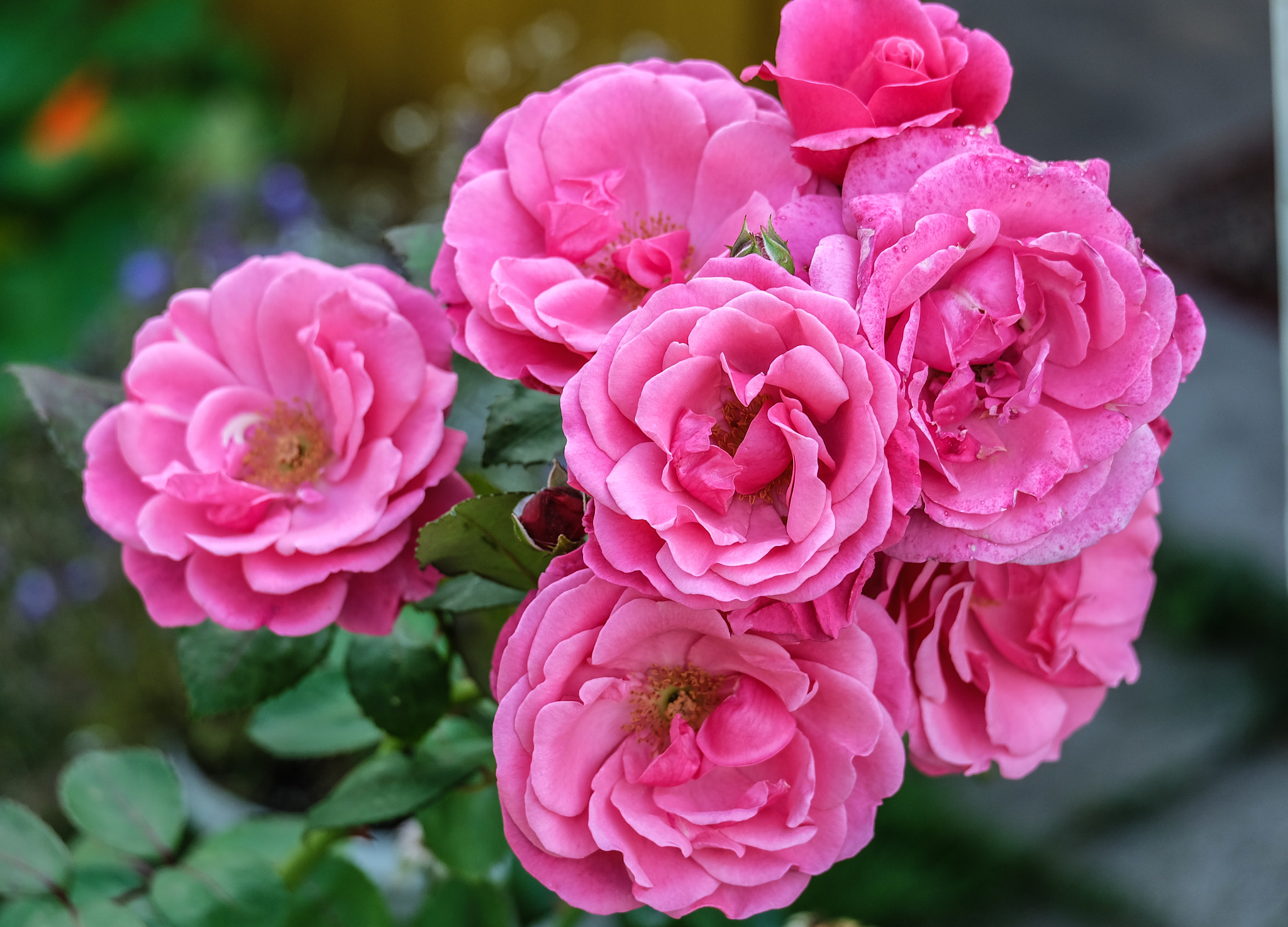 Fujifilm X-A1 + Fujifilm XC 50-230mm F4.5-6.7 OIS sample photo. Roses photography